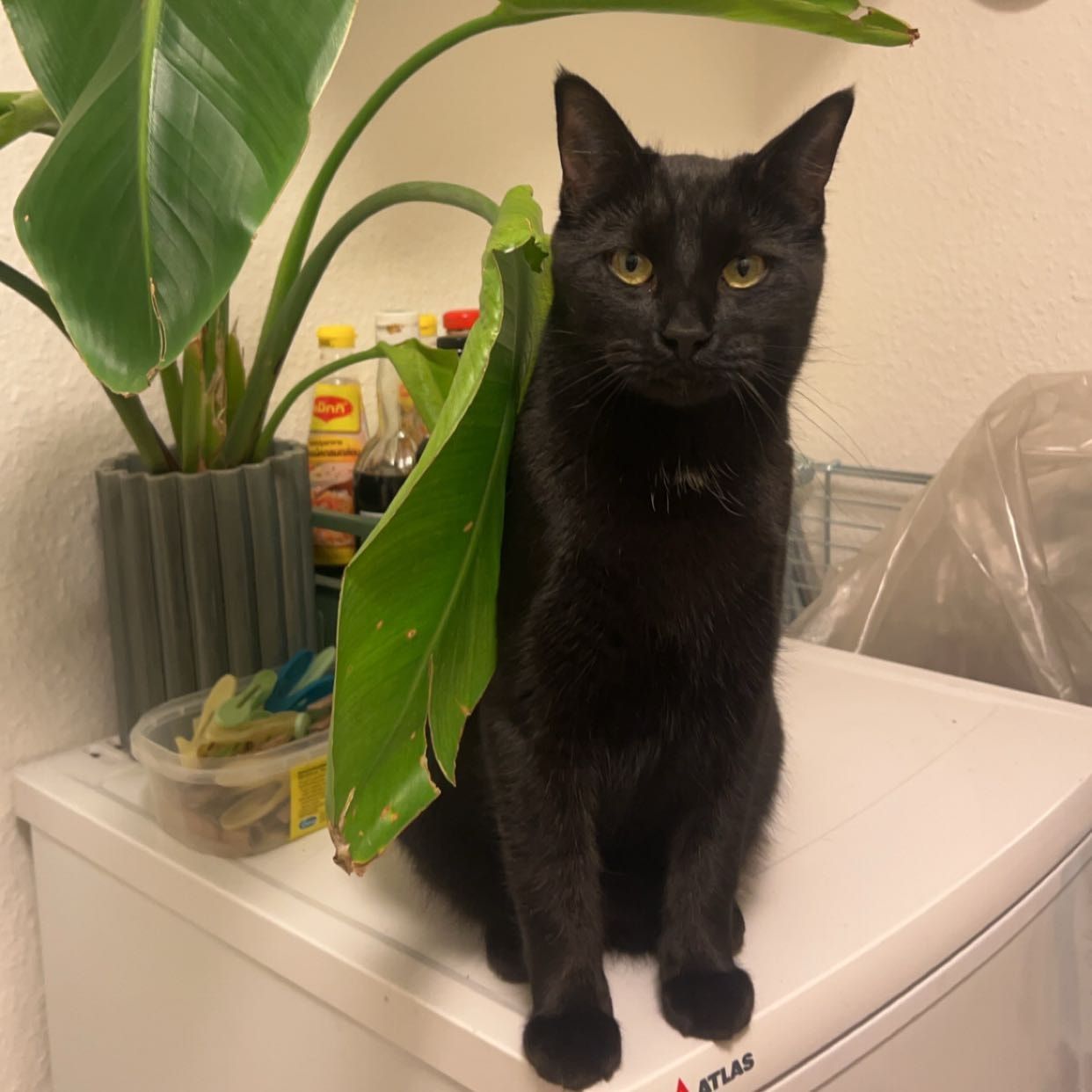Portræt af Pjok , cat