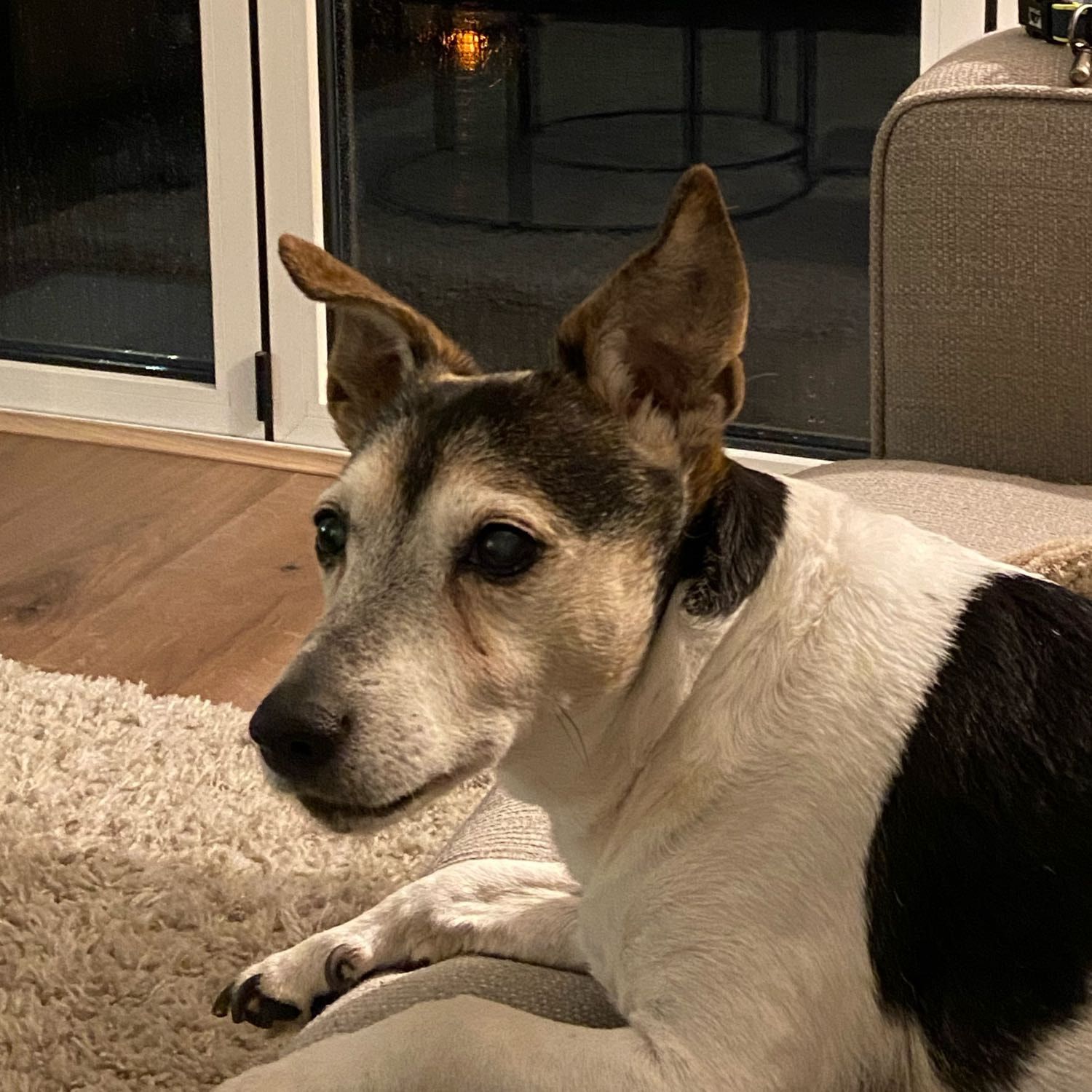 Portrait of Milo, the dog