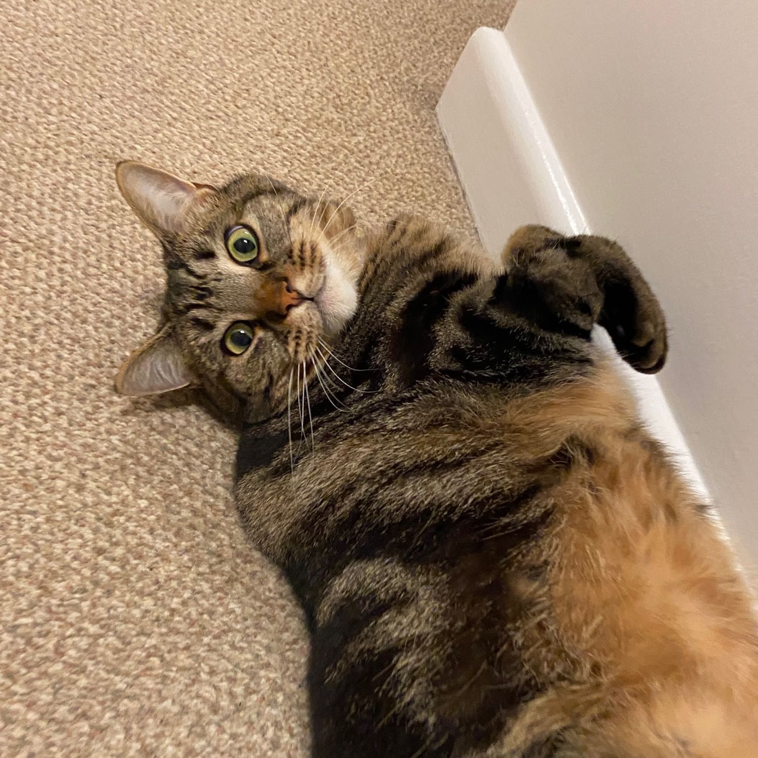 Portrait of Bella, the cat