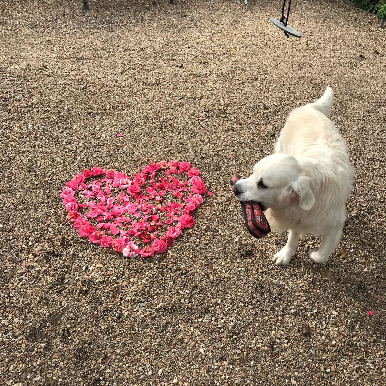 Portretfoto van Floyd (The Goodest Boy), de dog