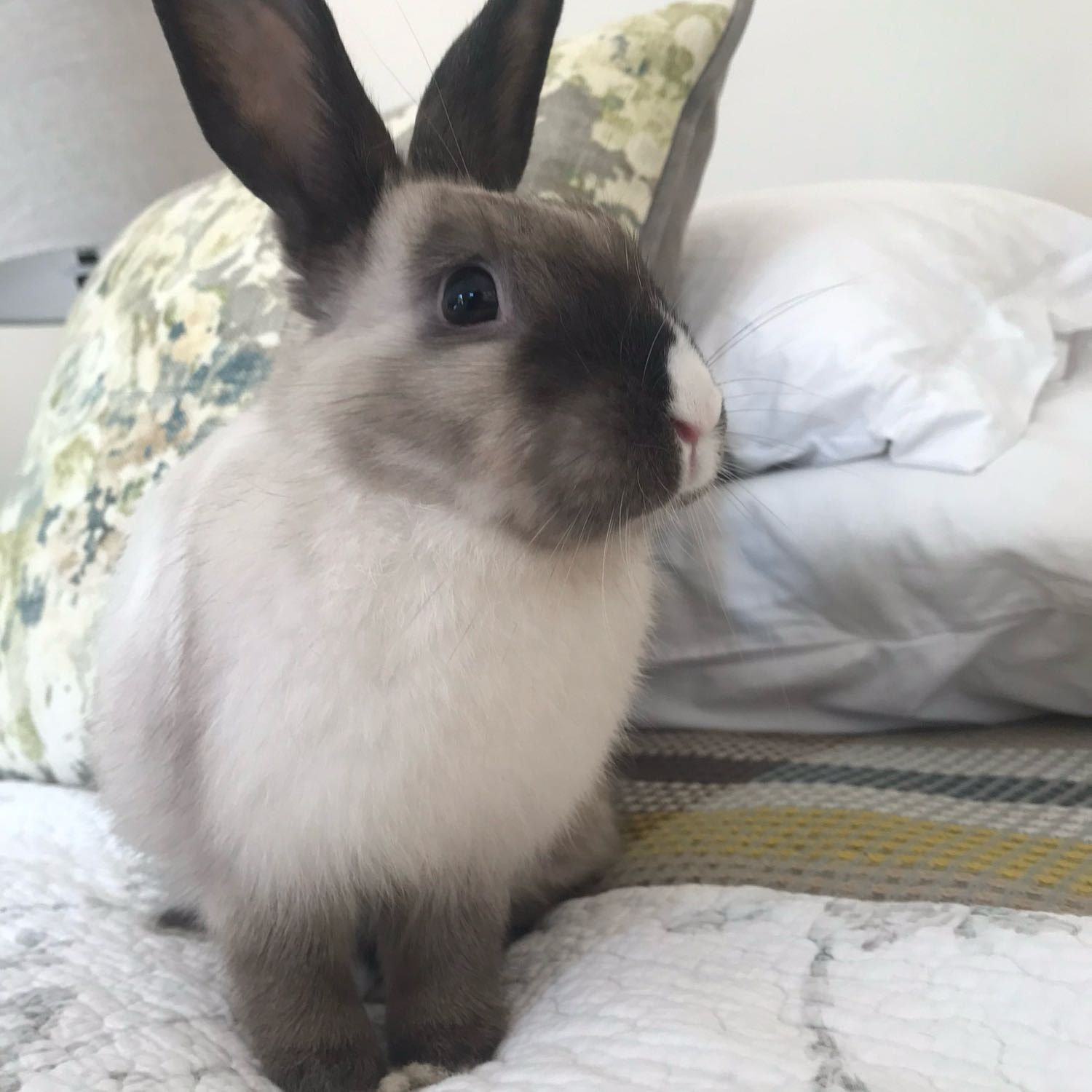 Portretfoto van Feta, de rabbit