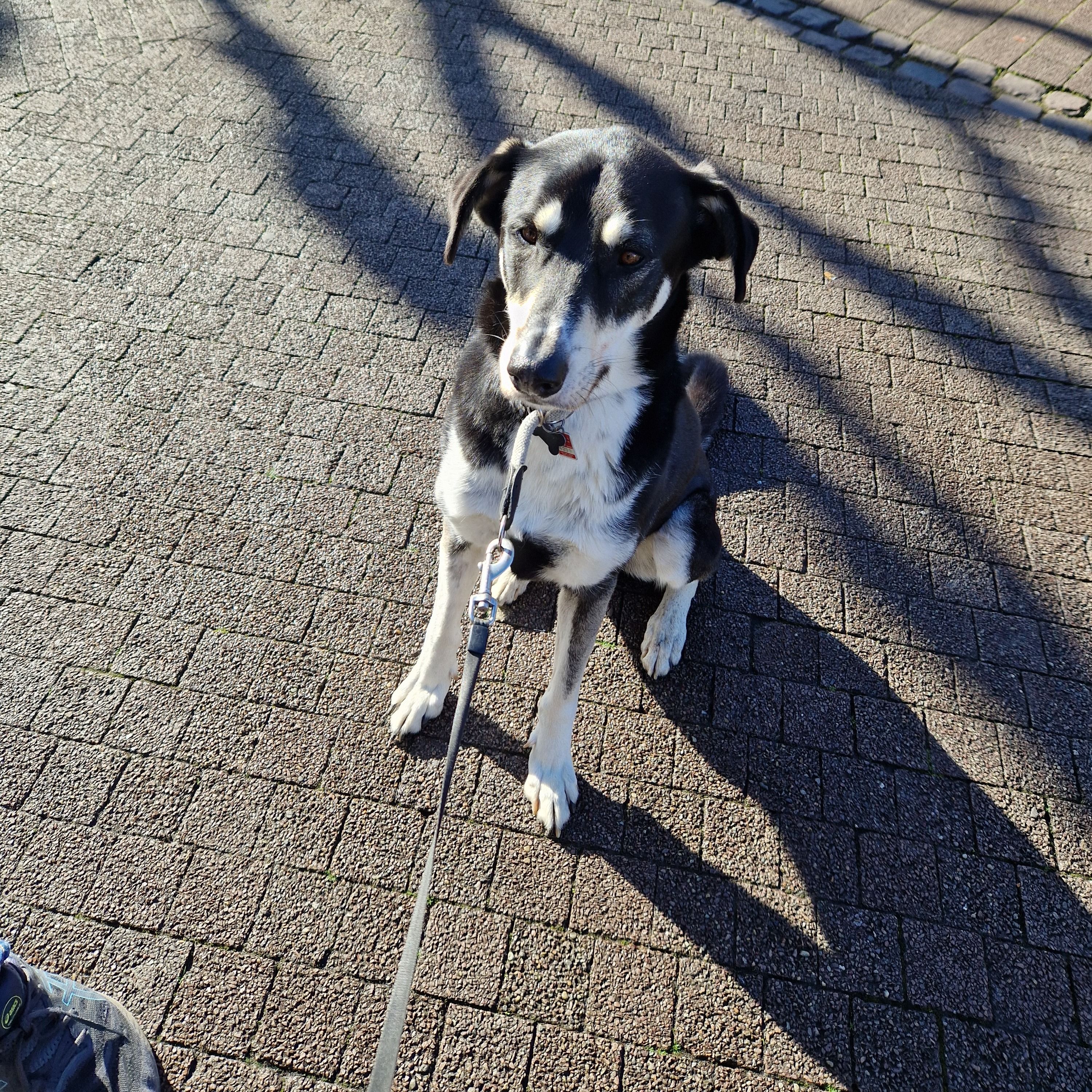 Portät von Ari, dog