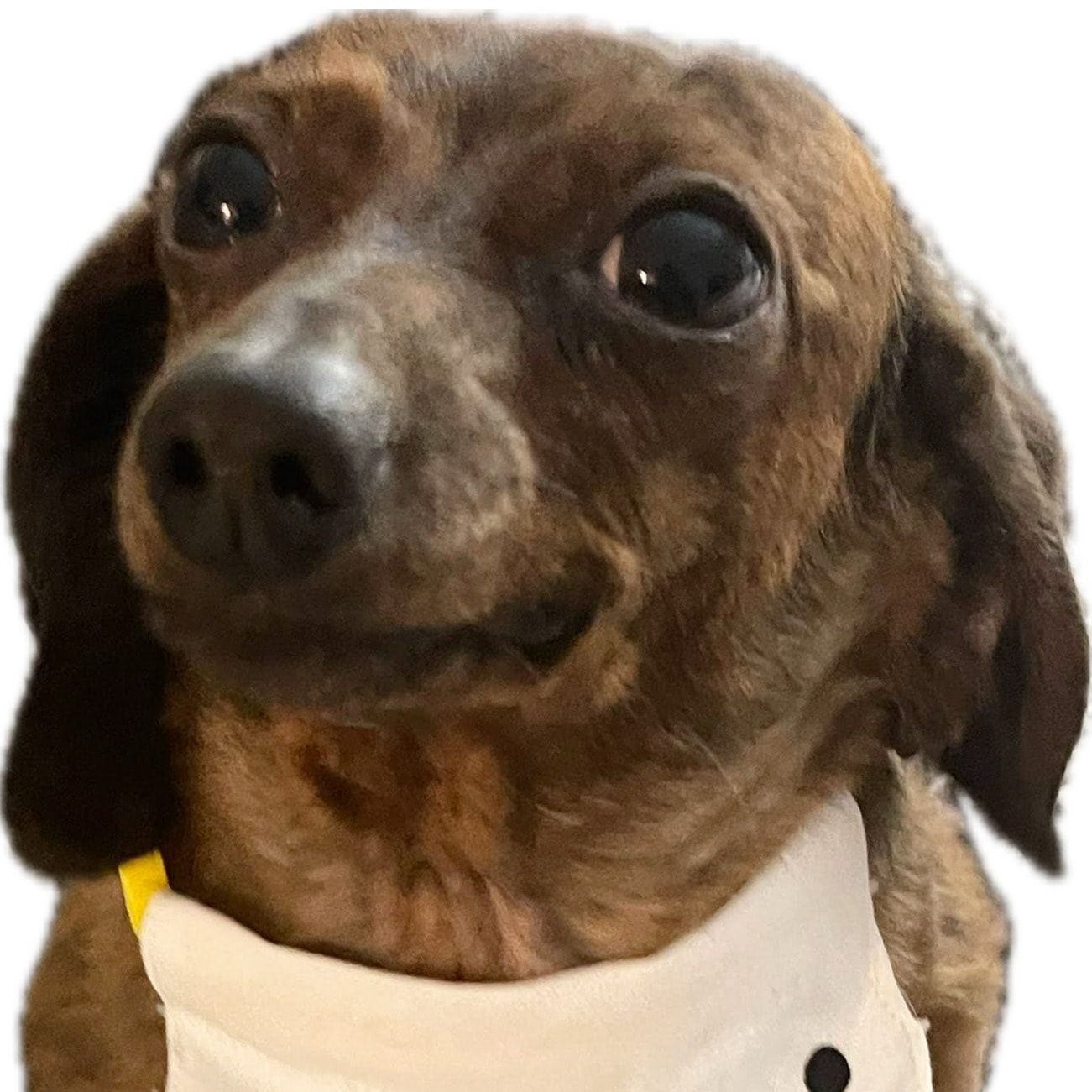 Portrait de Noodle, la dog