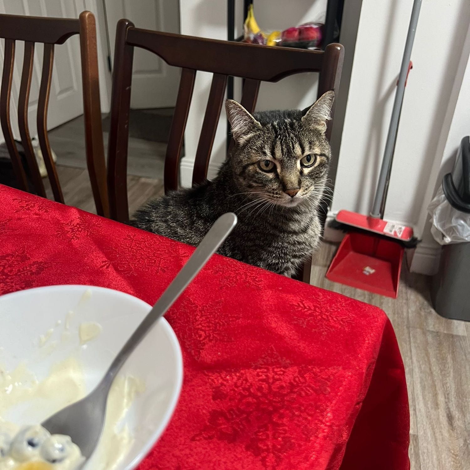 Portrait of Romeo, the cat