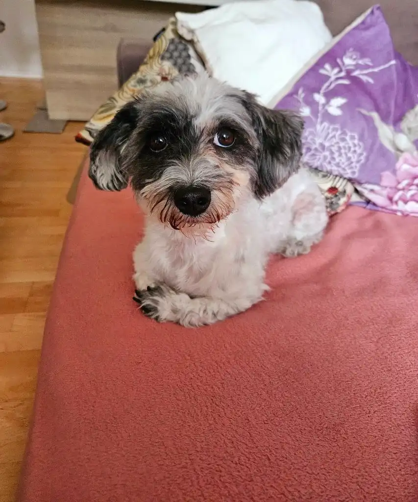image-21