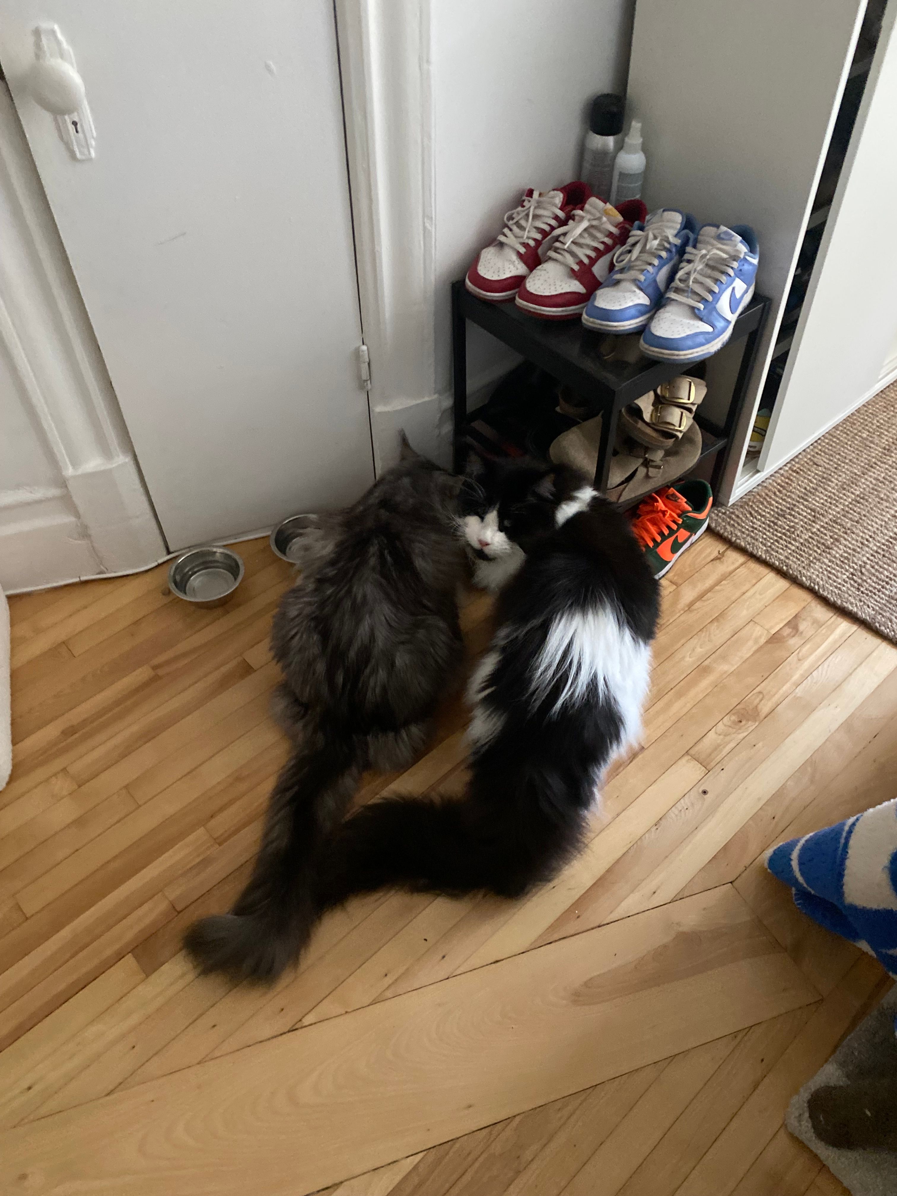 image-7