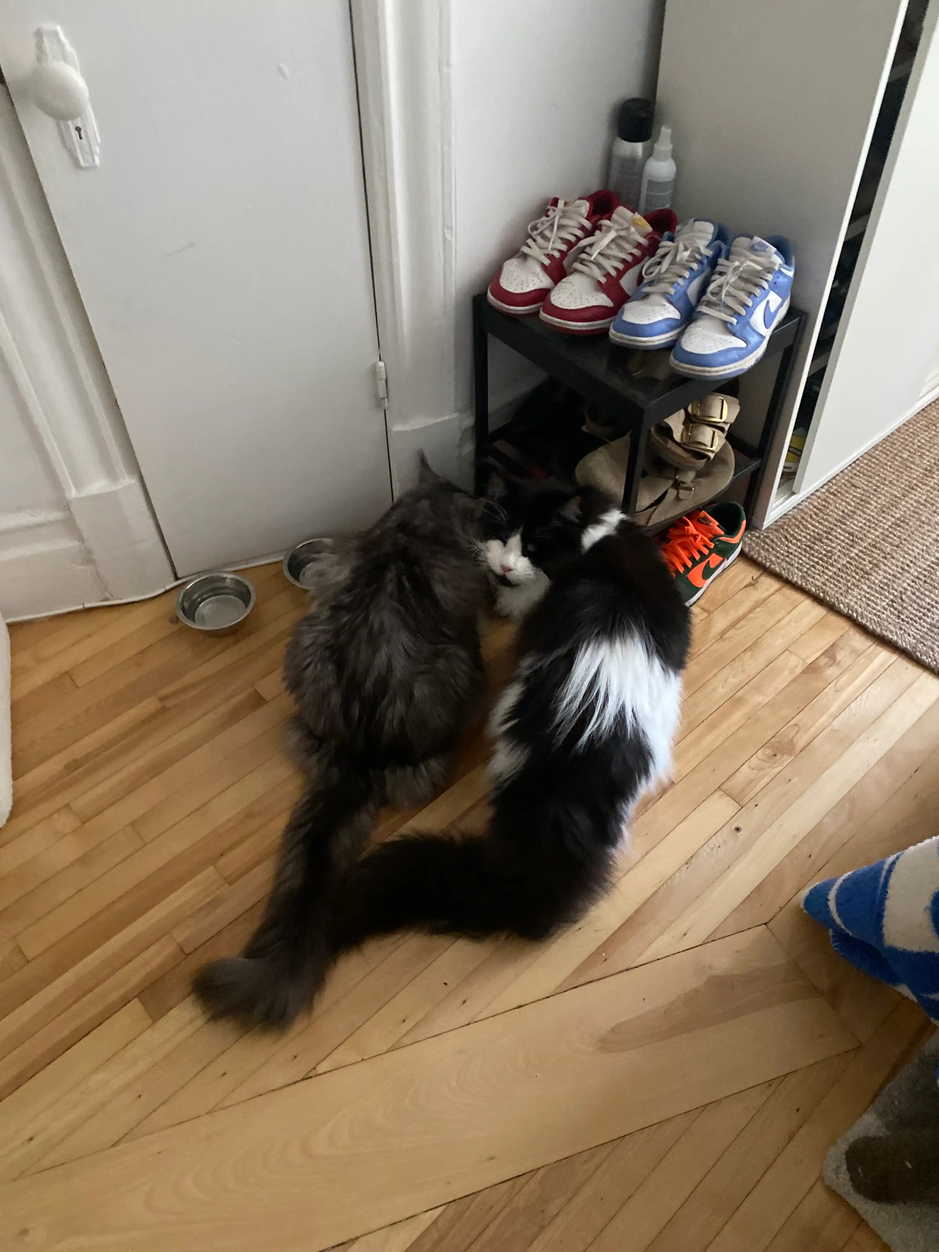 image-7
