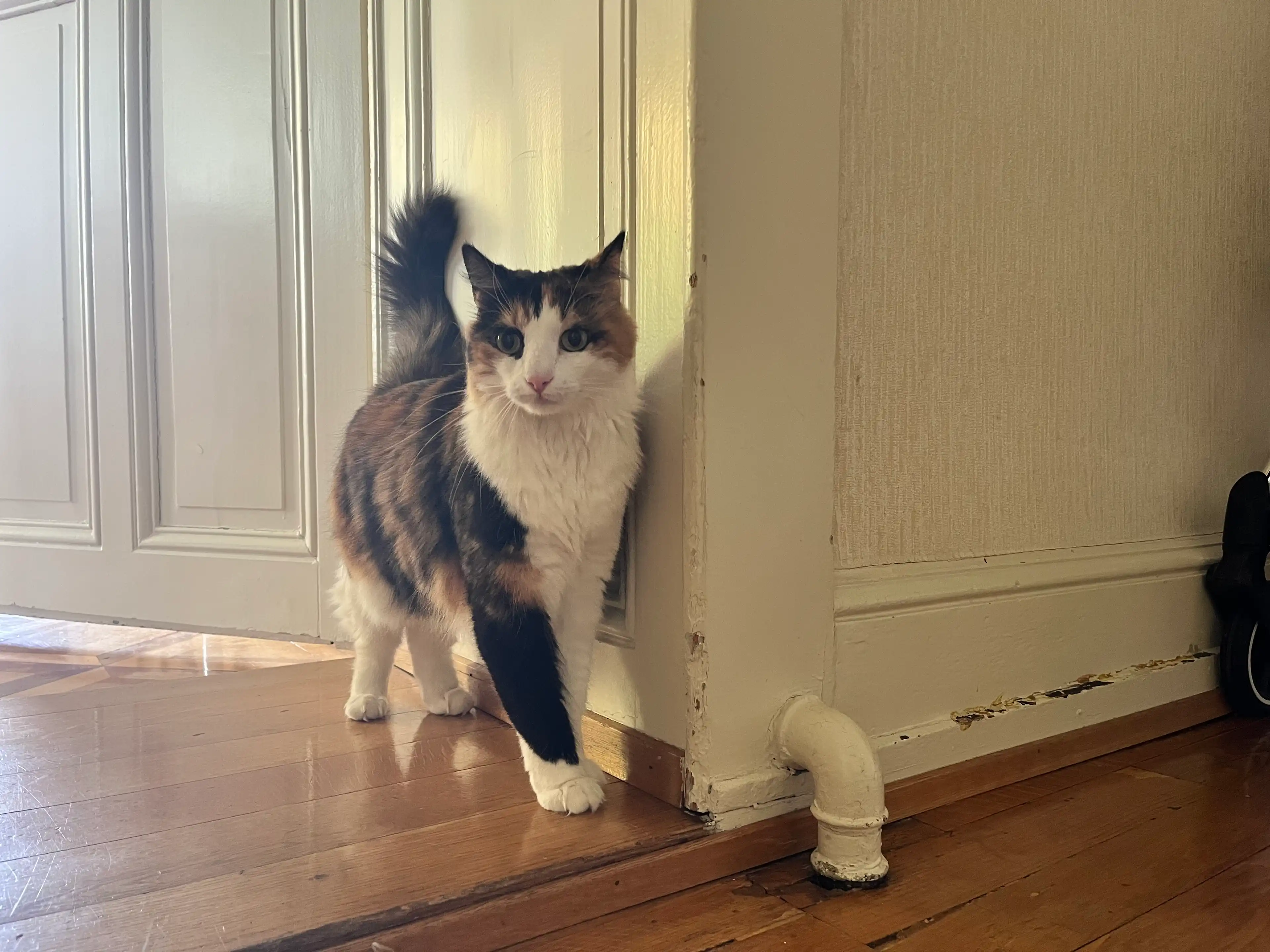 image-7