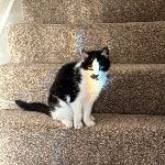 Portrait of Lillie , the cat