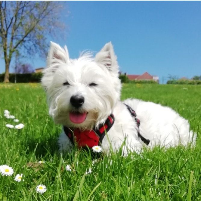 Portrait of Molly, the dog