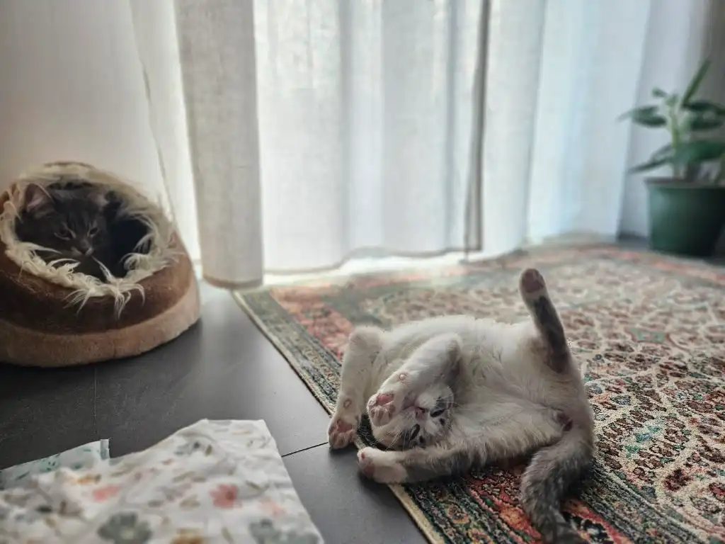 image-13