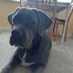 Portrait of Brenda, the dog