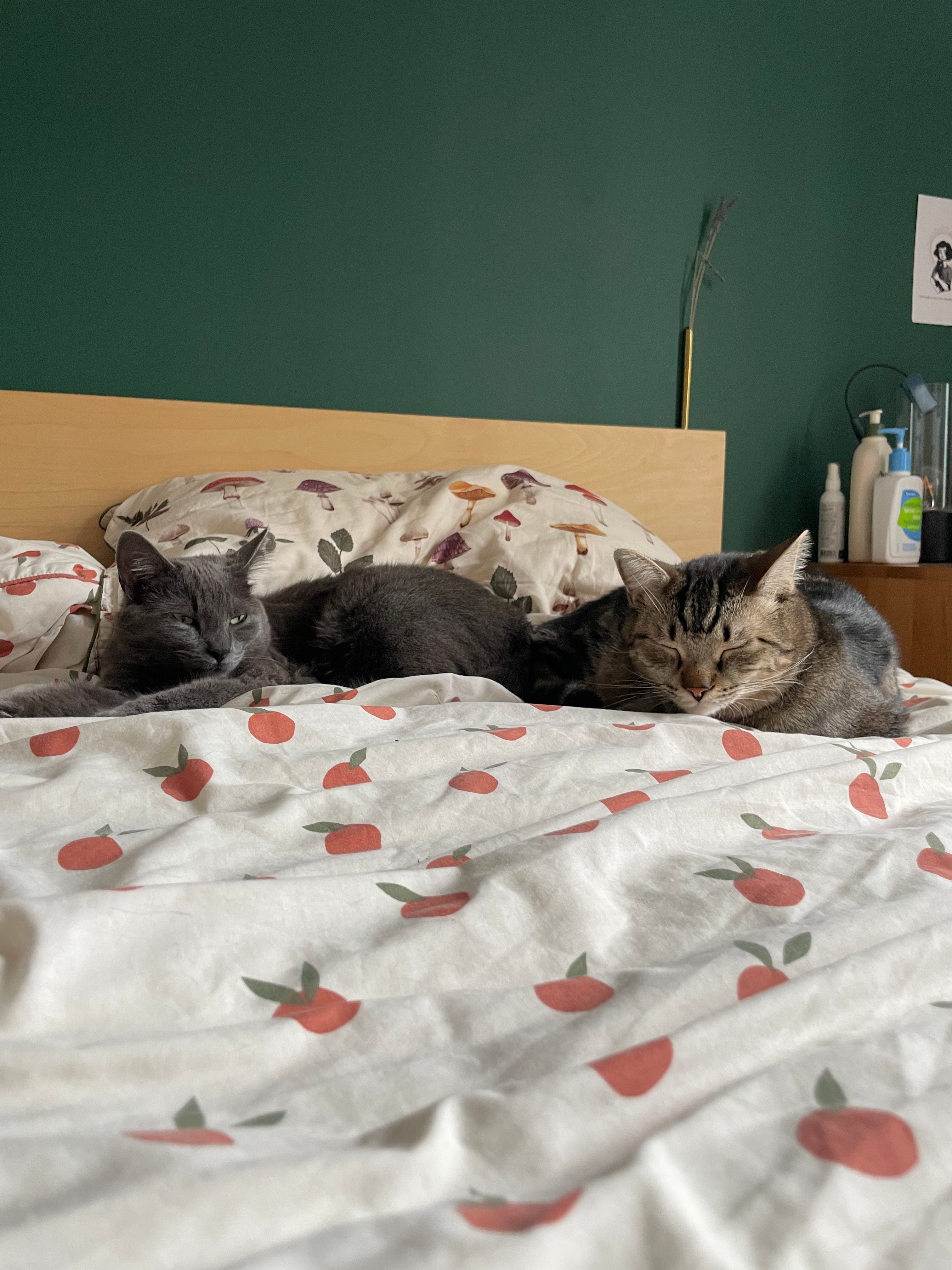 image-8