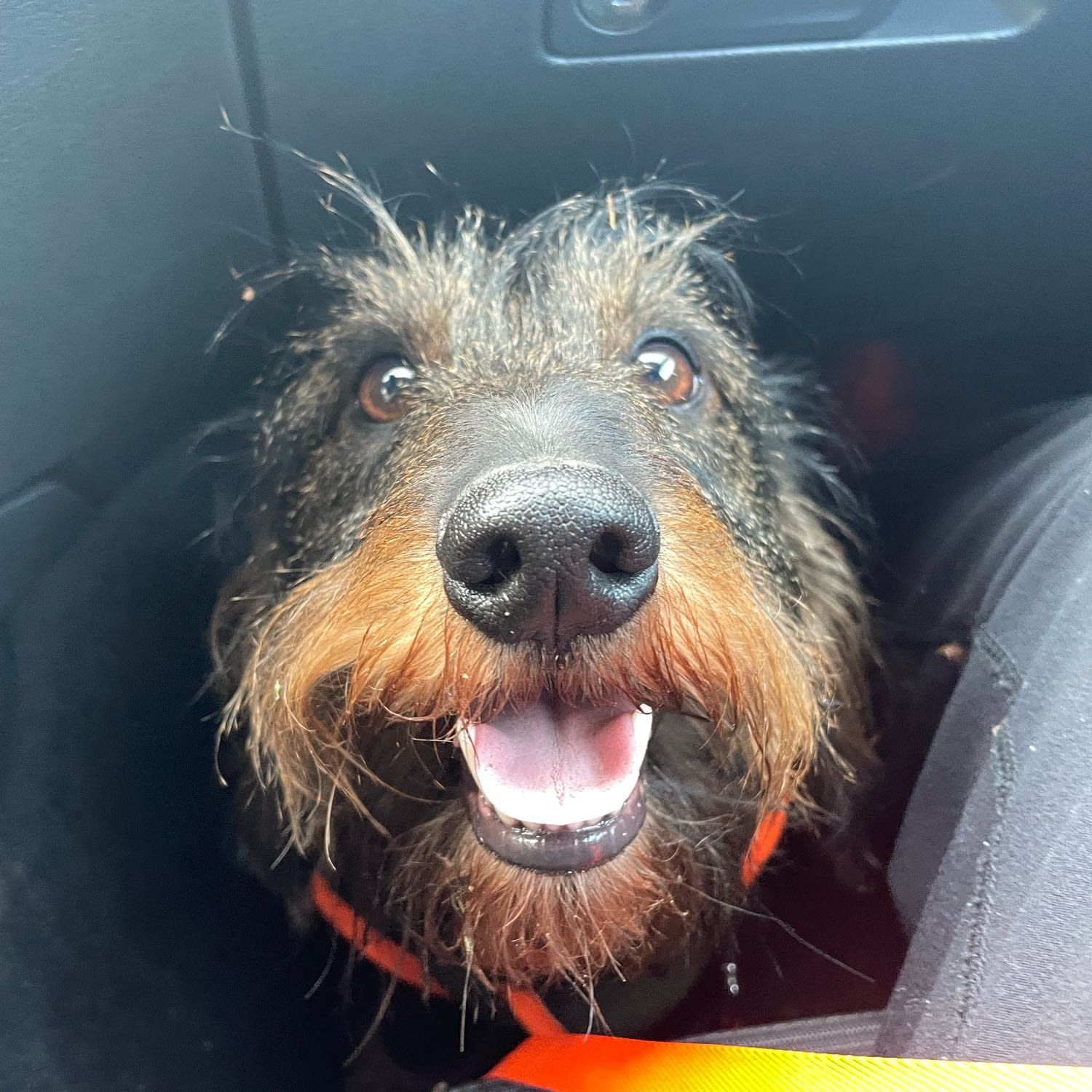 Portät von Walter, dog