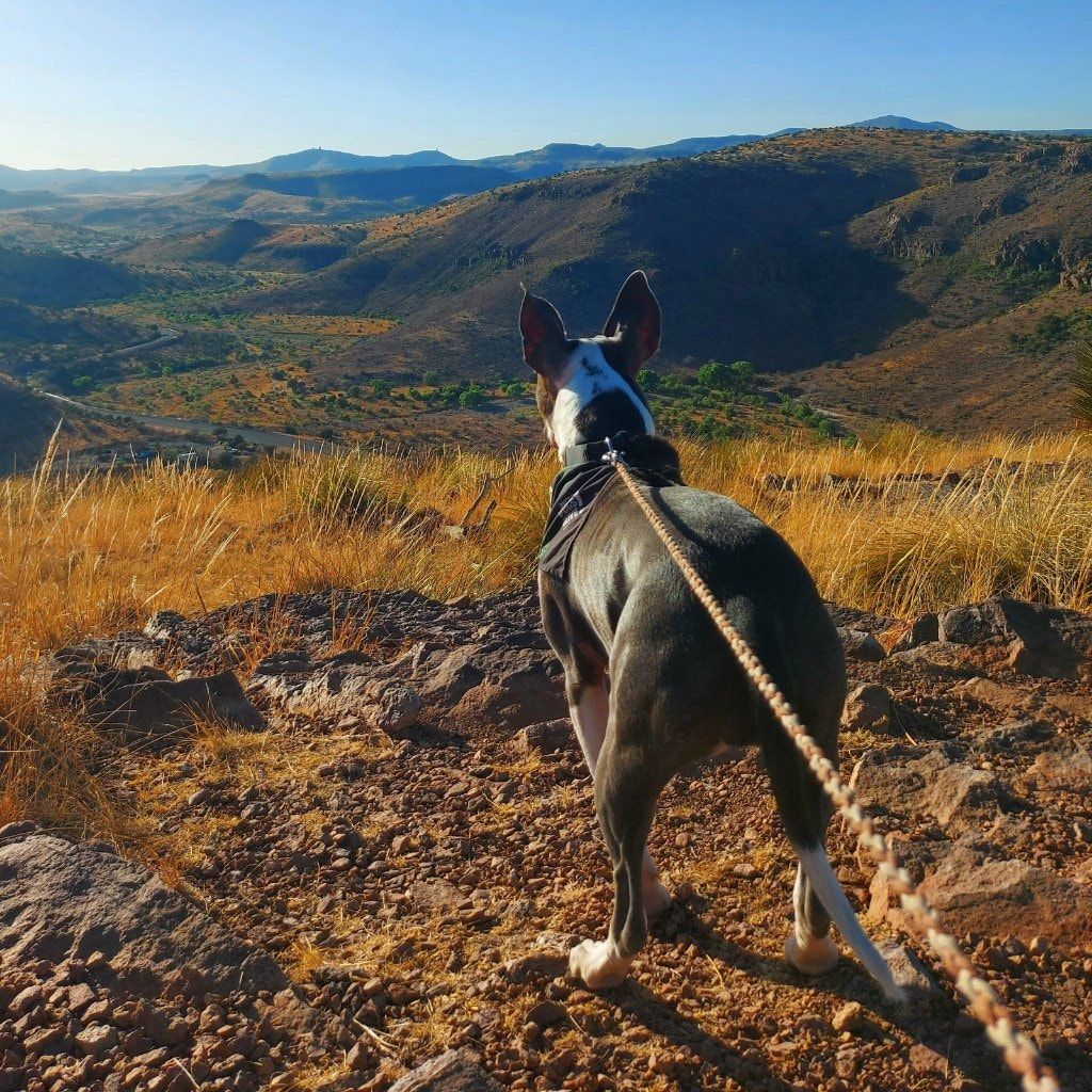 Portretfoto van Rosie, de dog