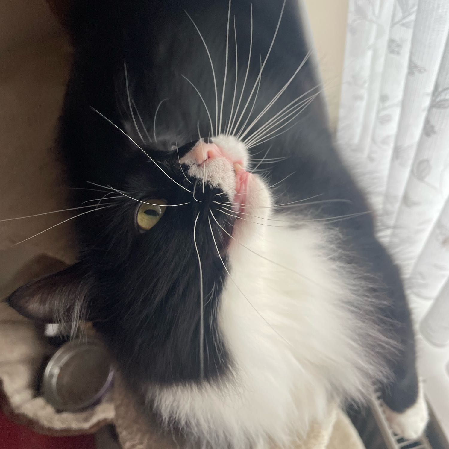 Portrait of Albie , the cat