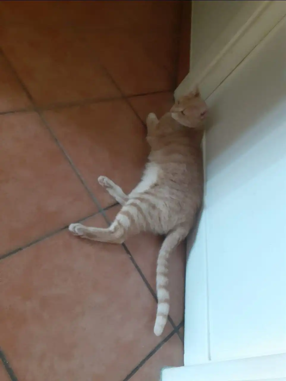 image-7