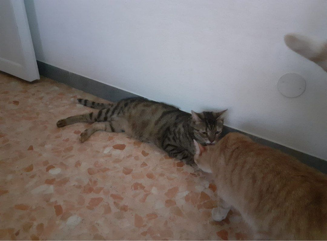 image-8