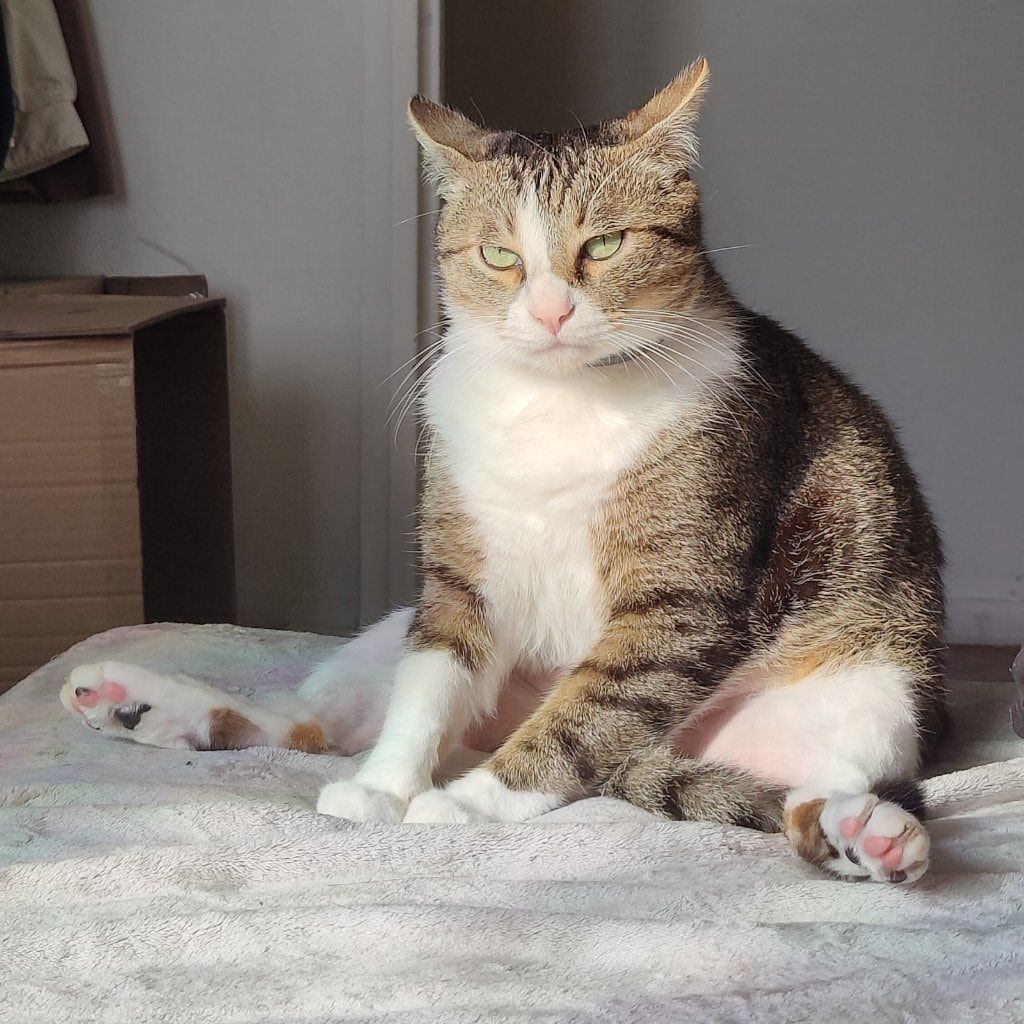 Portrait de Stitch, la cat
