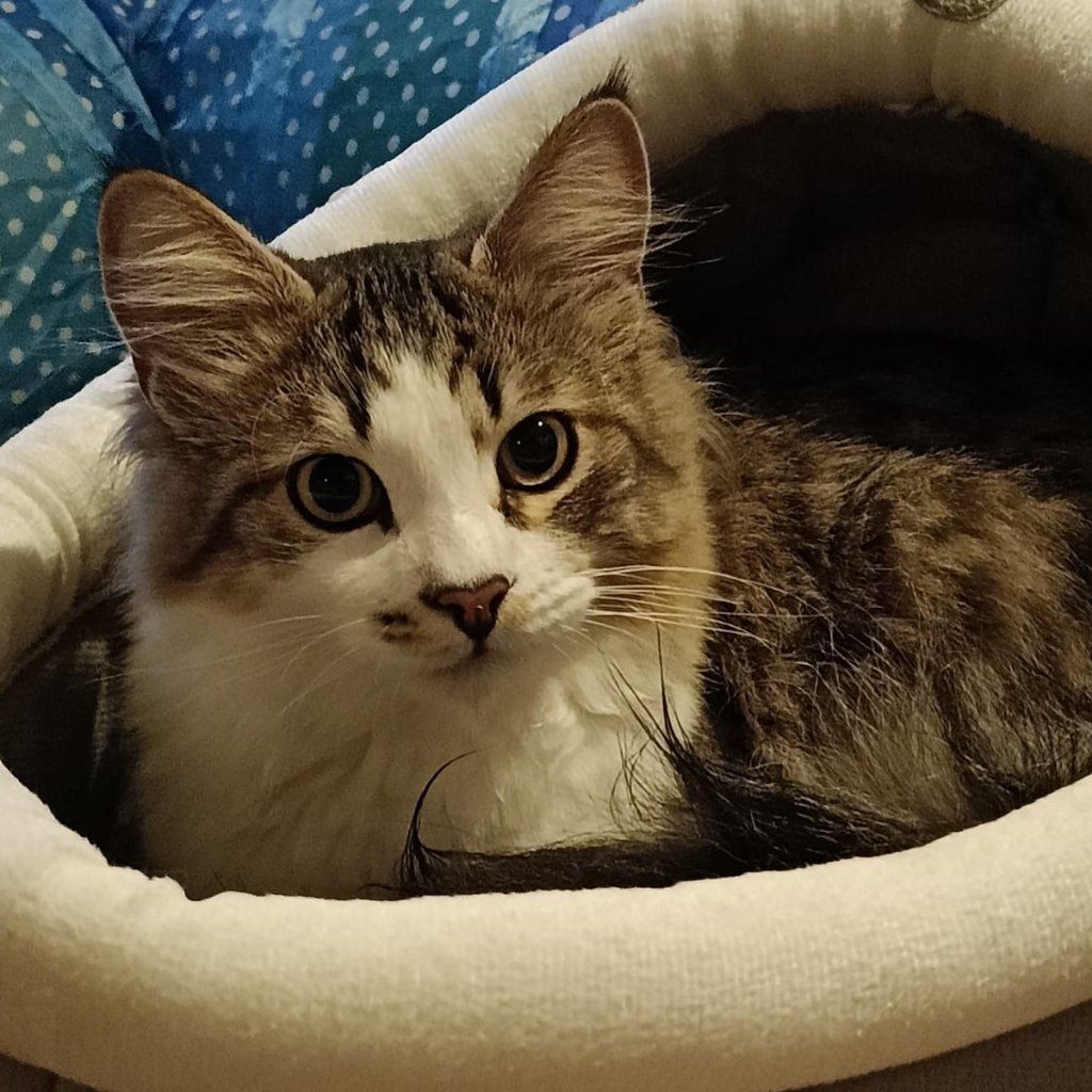Foto di Jerry, il cat