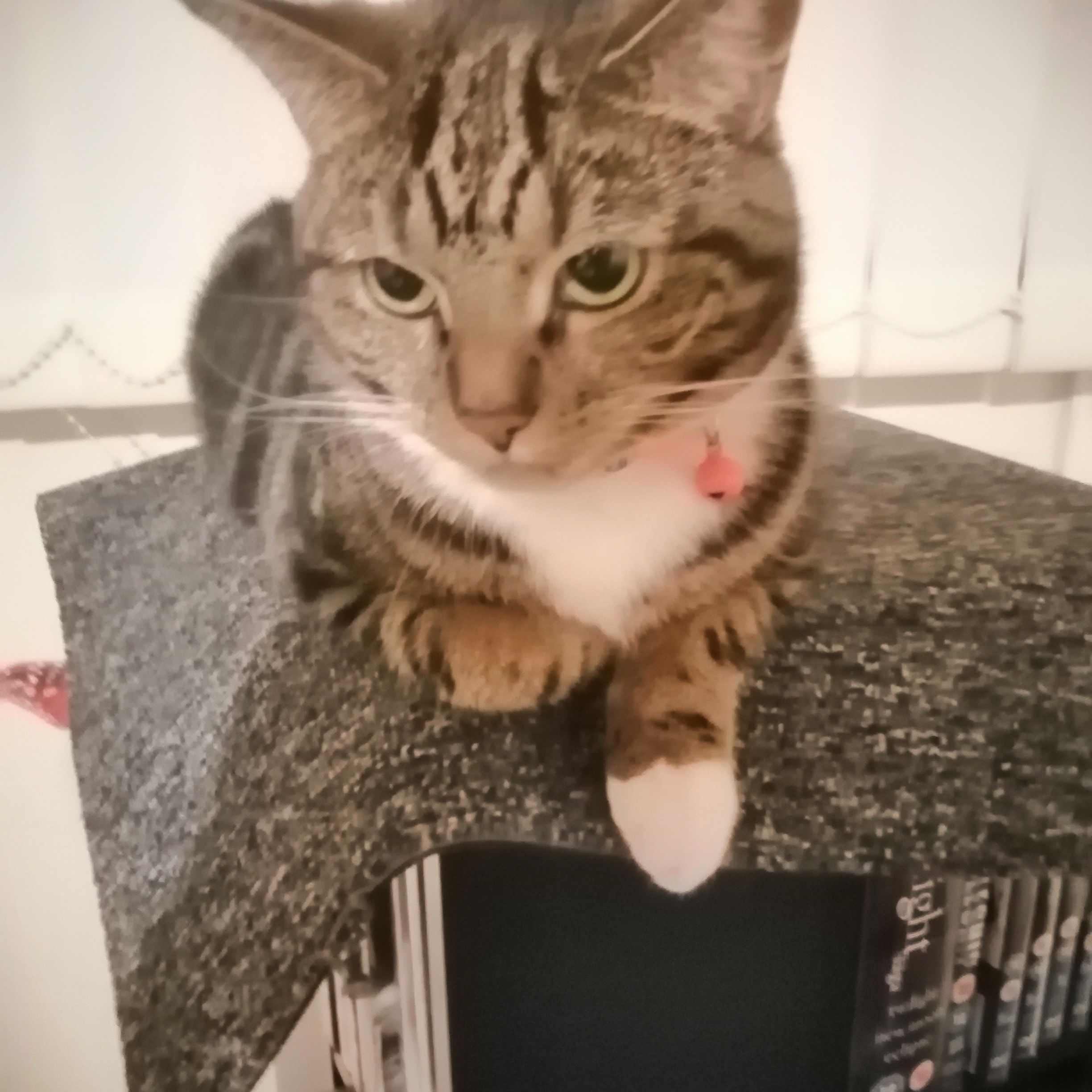 Portrait of Lizzie, the cat