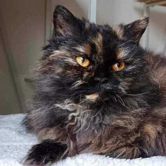 Portrait de Sunga , la cat