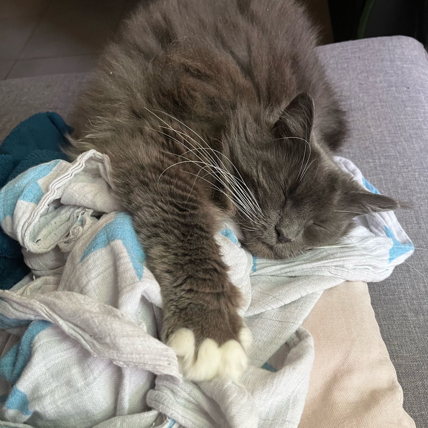 Portrait de ricqles, la cat