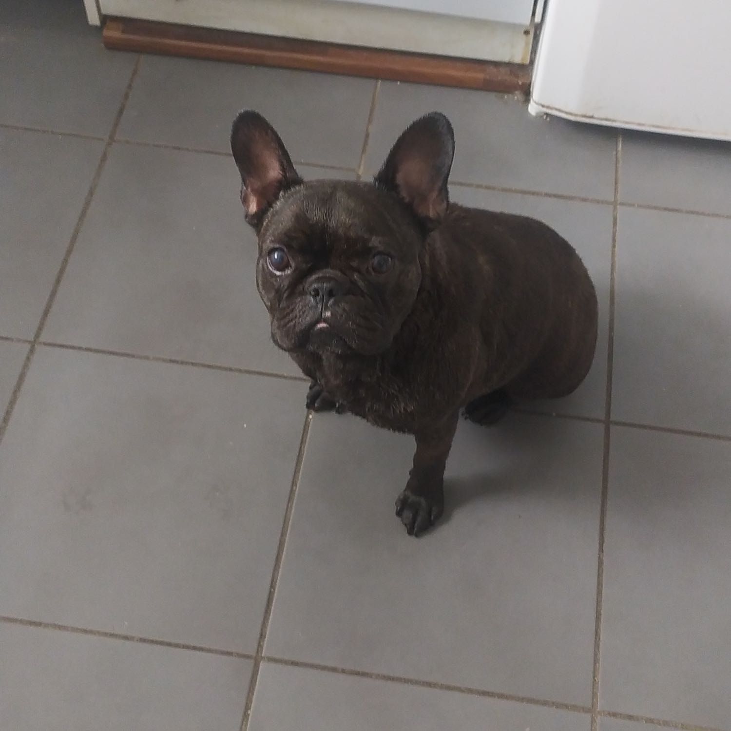 Portrait de moka, la dog