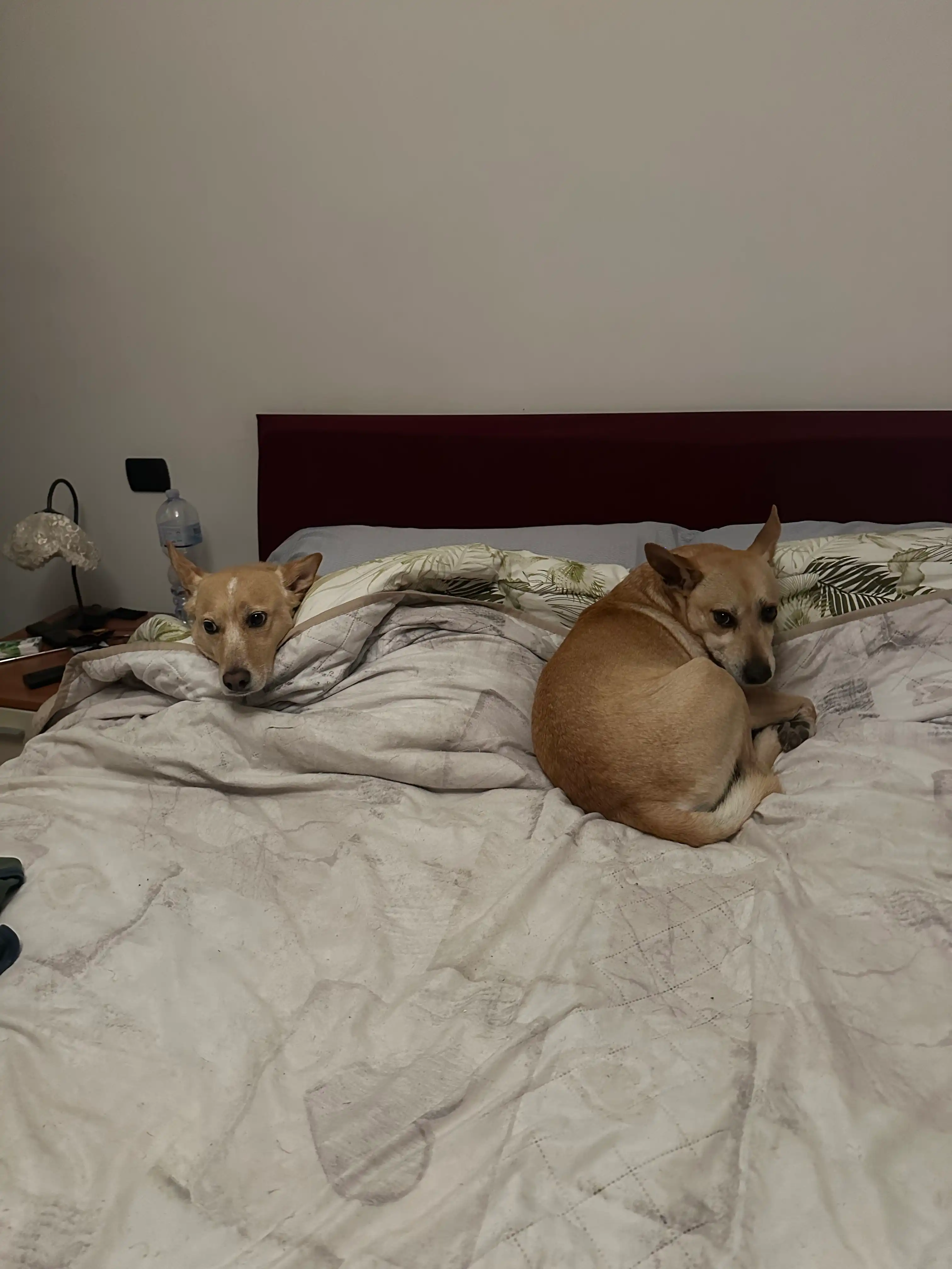 image-8