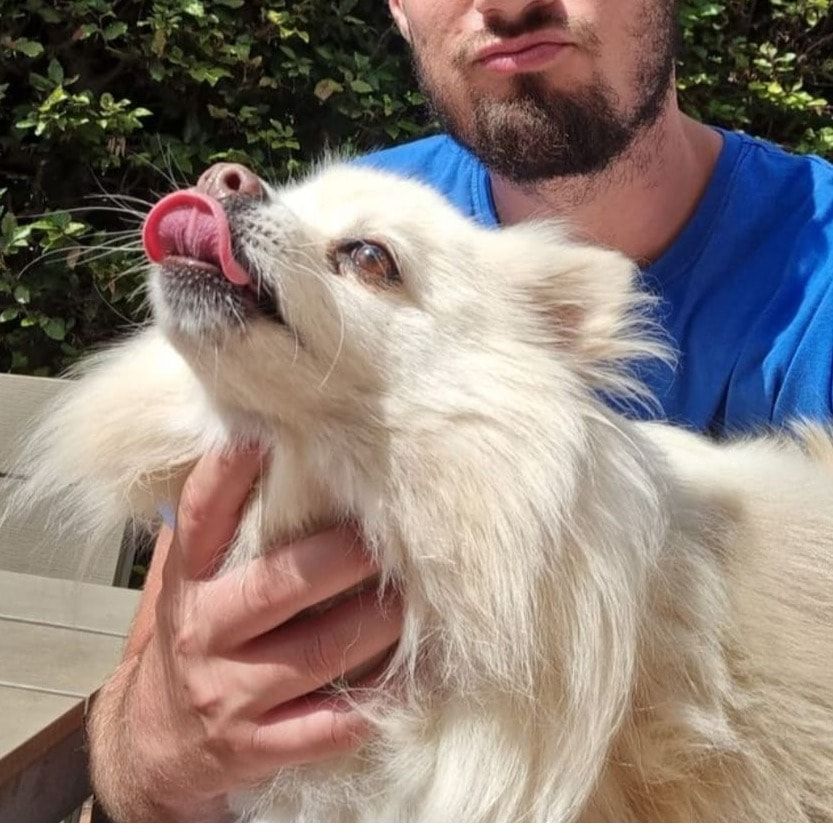 Portät von Dolce, dog