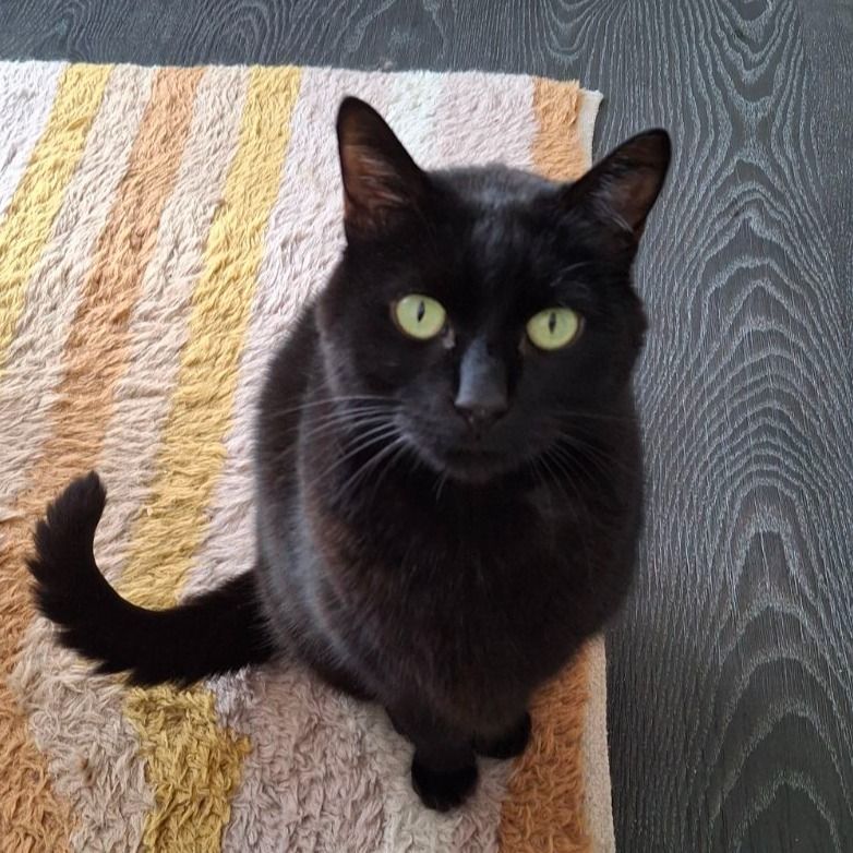 Portrait de Oscar, la cat