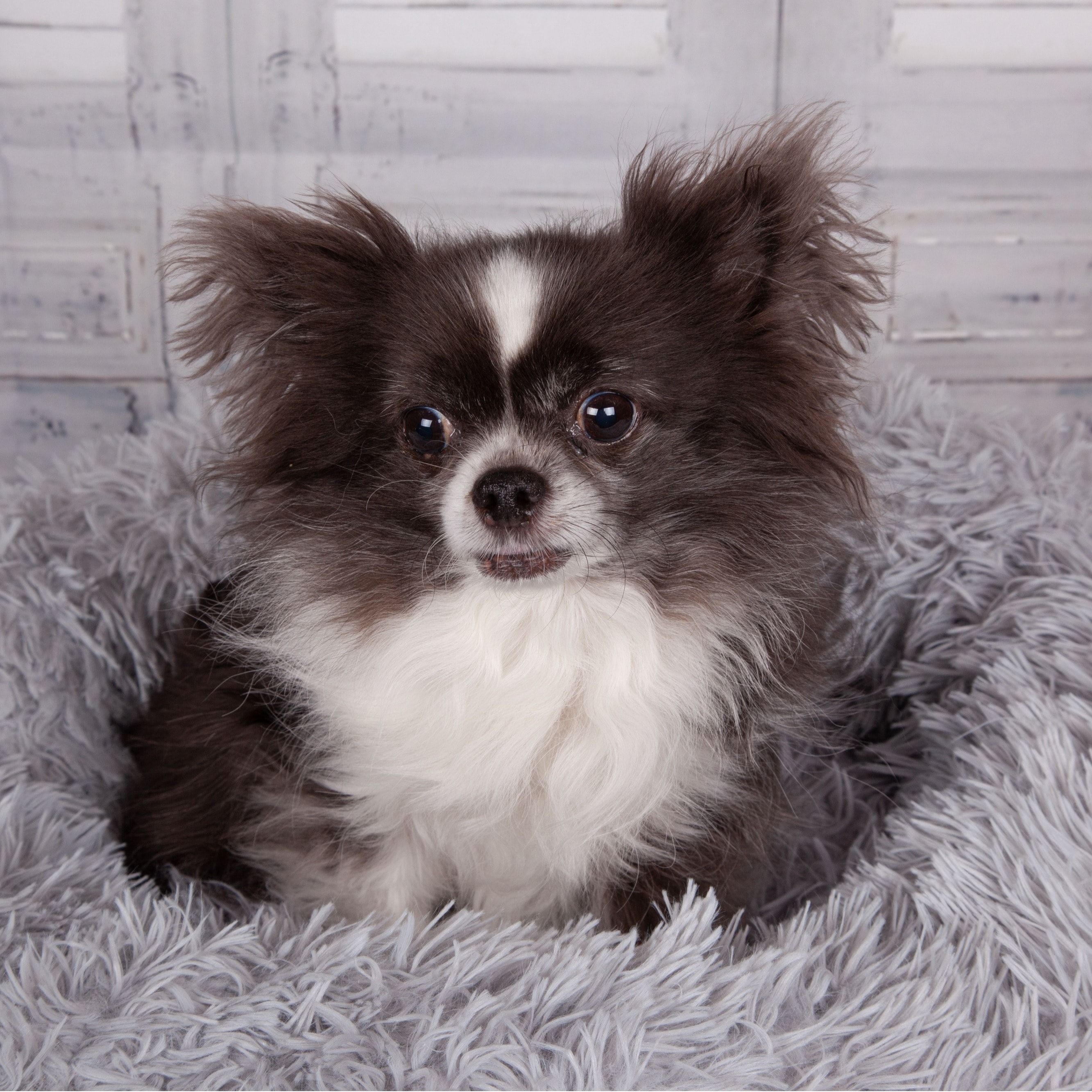 Portät von Ruby, dog