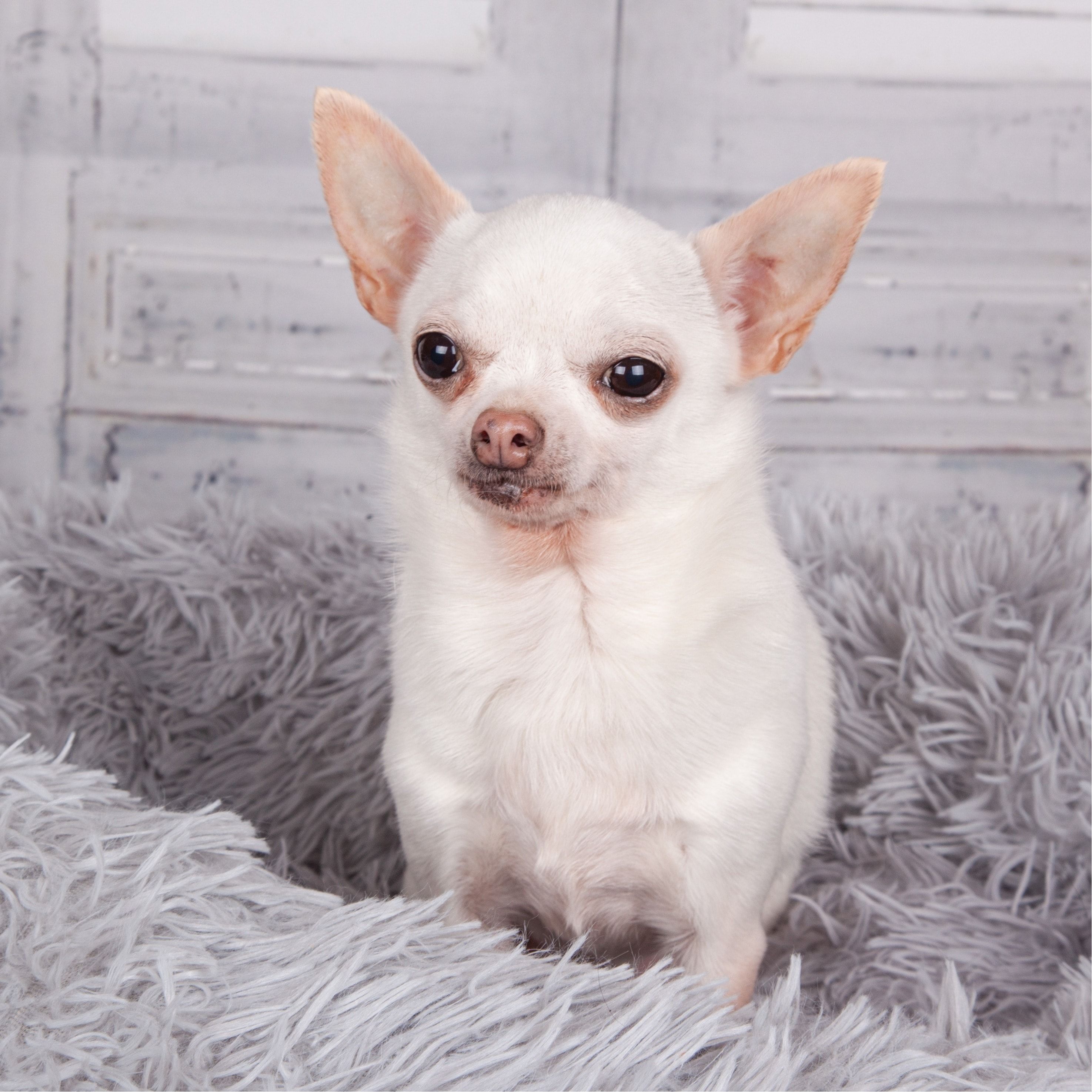 Portät von Yuki, dog