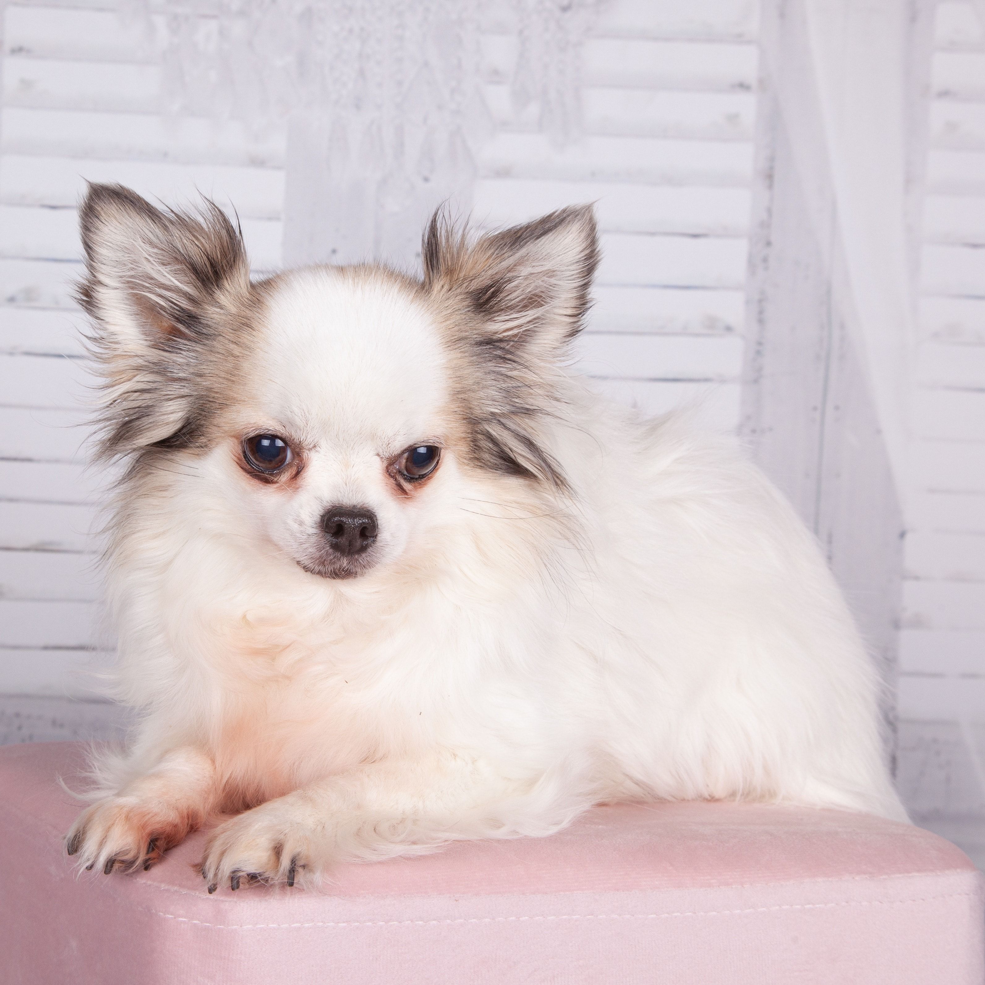 Portät von Febe, dog