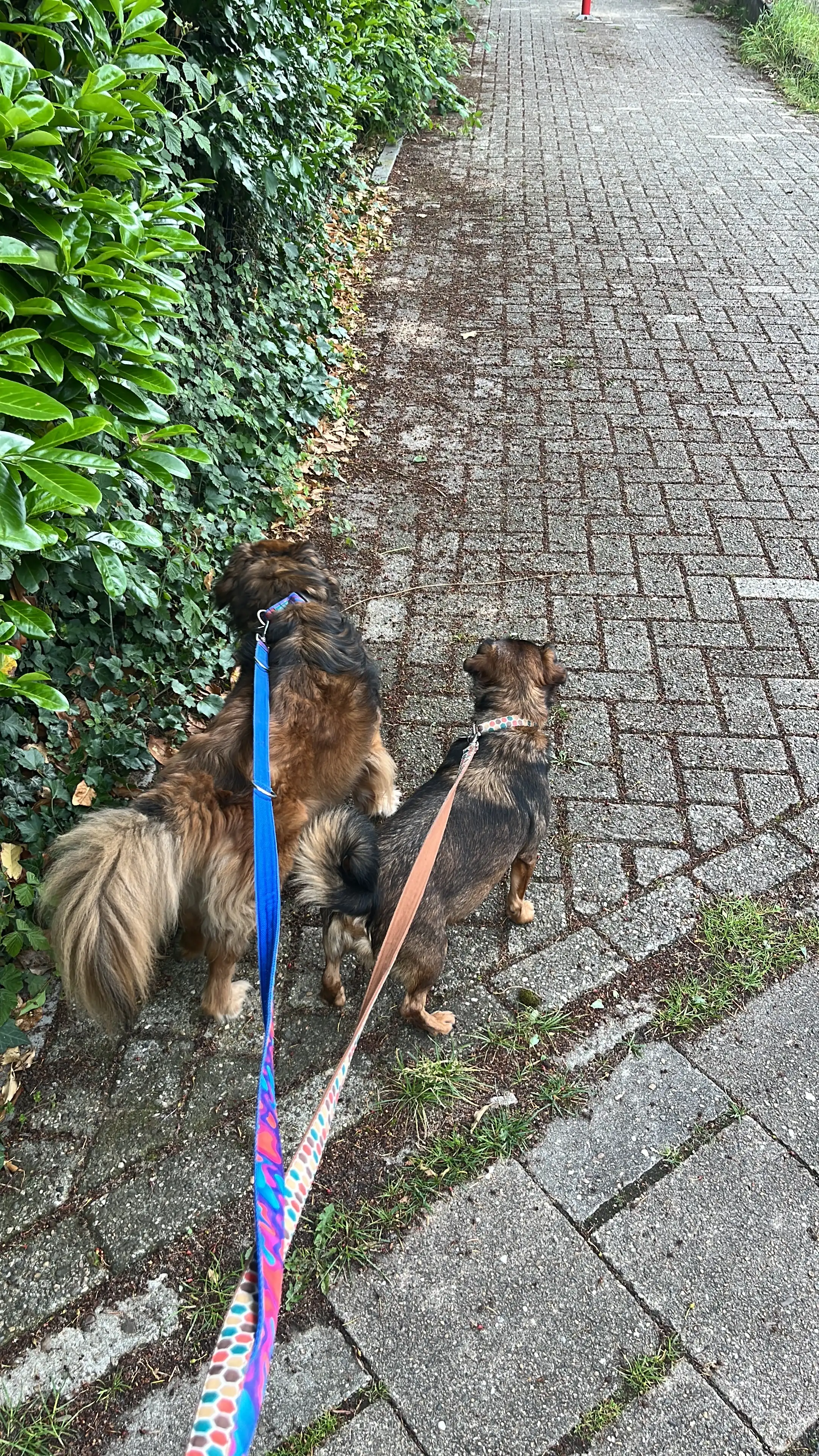 image-18