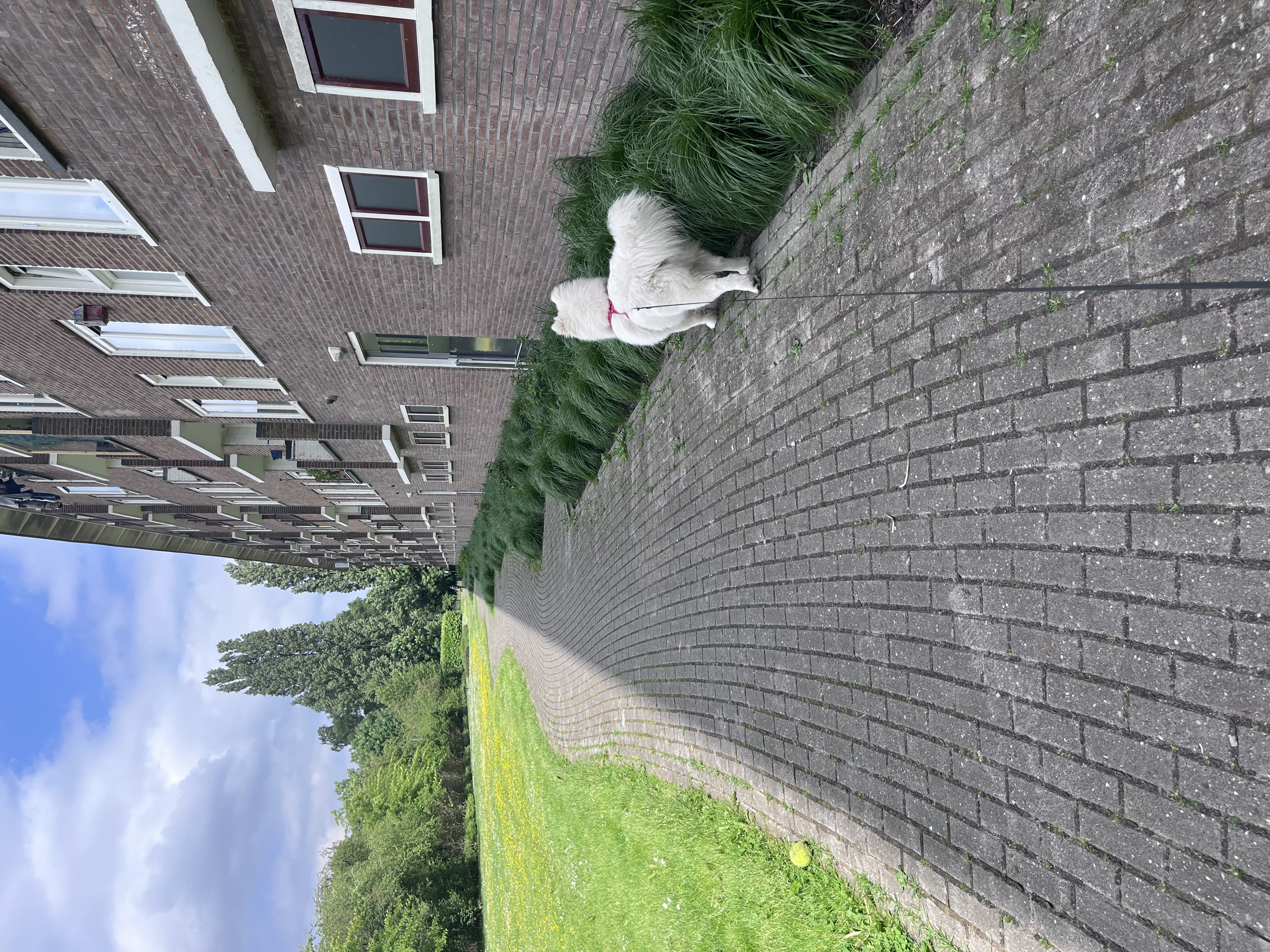 image-19