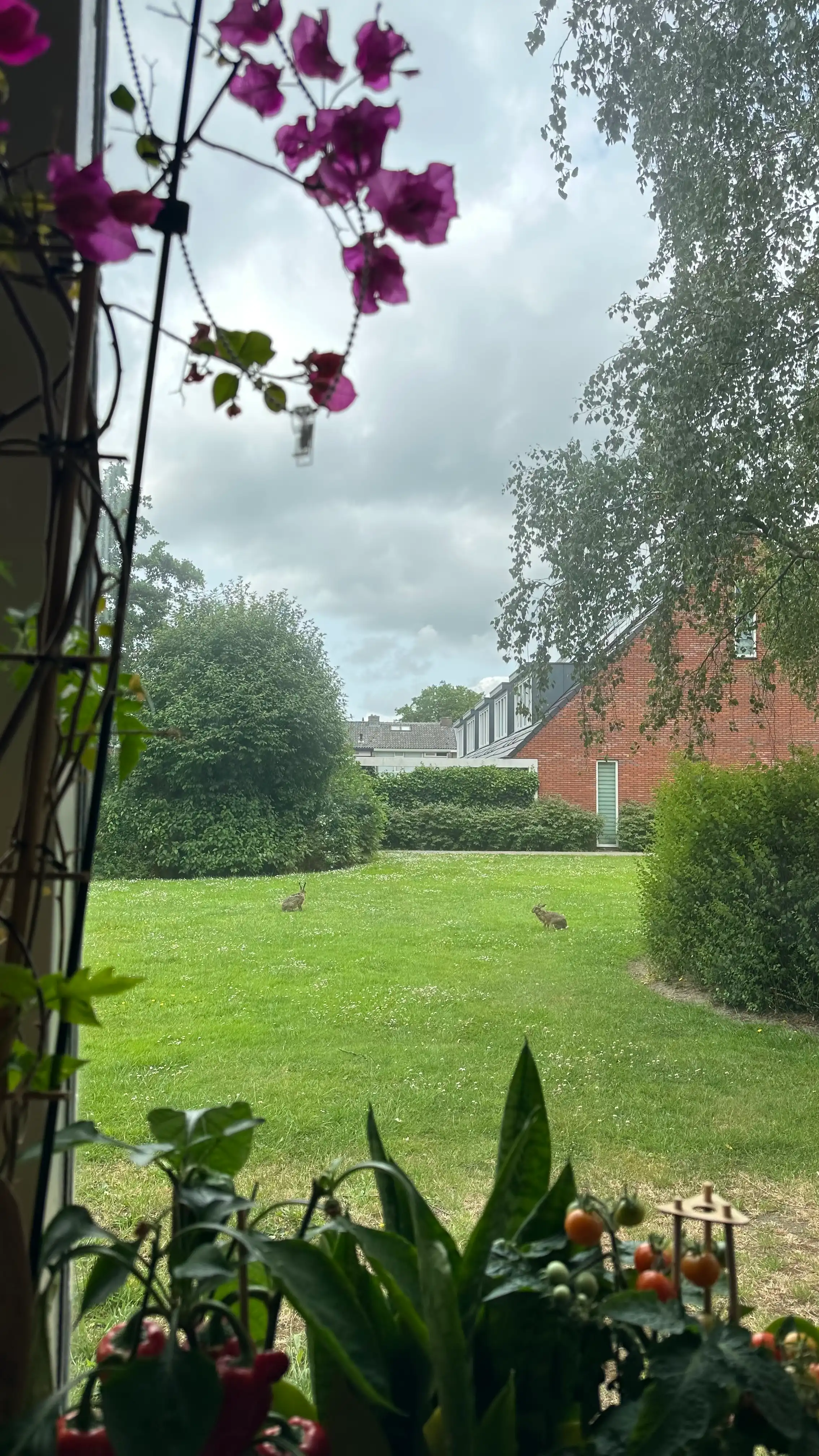 image-17