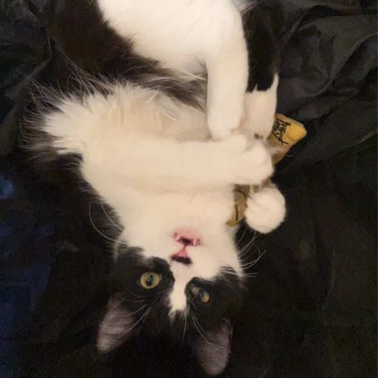 Portrait of Persephone , the cat