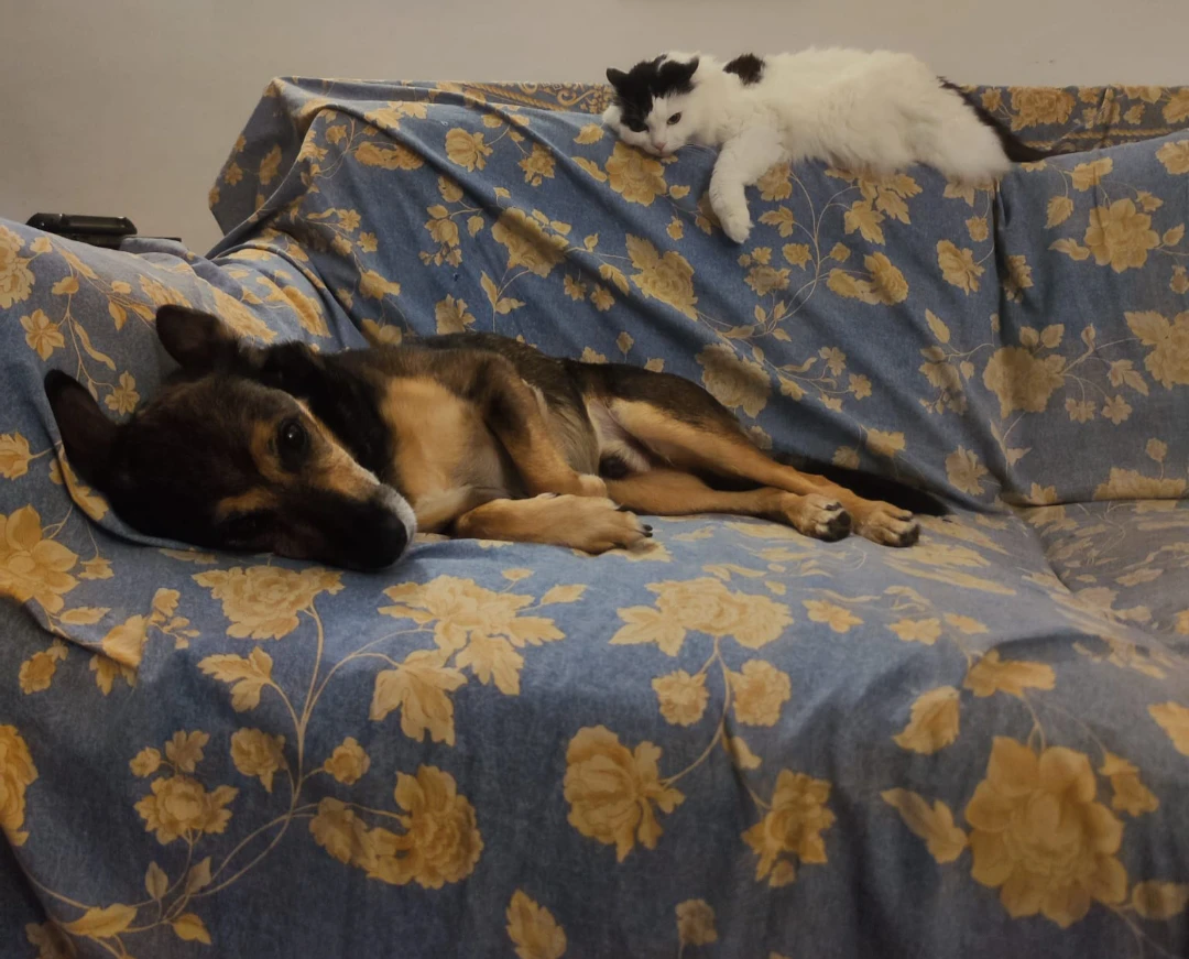 image-8