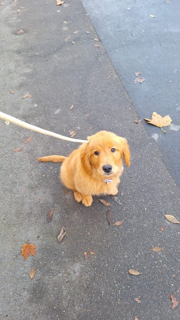 Foto di Zelda, il dog