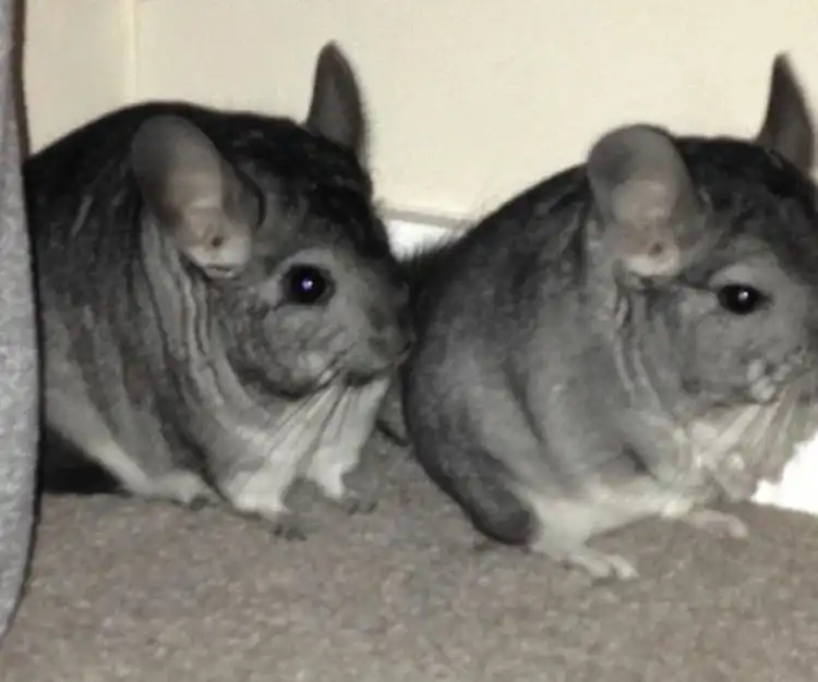 image-42