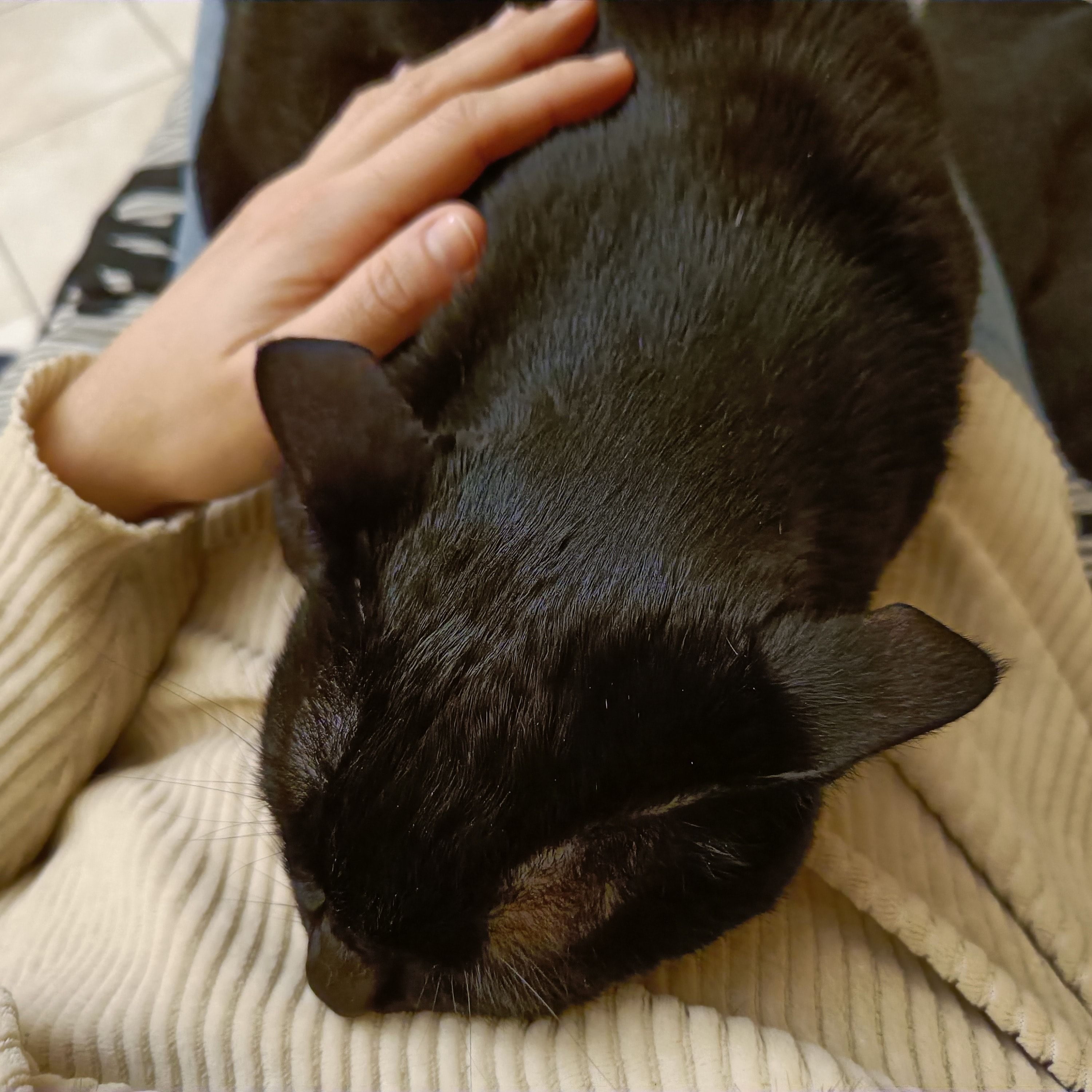 Foto di Africa, il cat