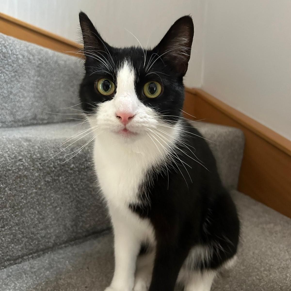Portrait of Finley, the cat