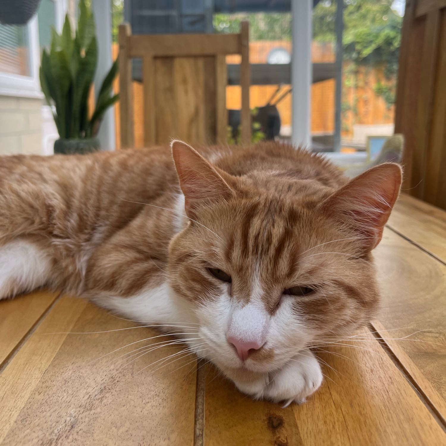 Portrait of Freddie , the cat