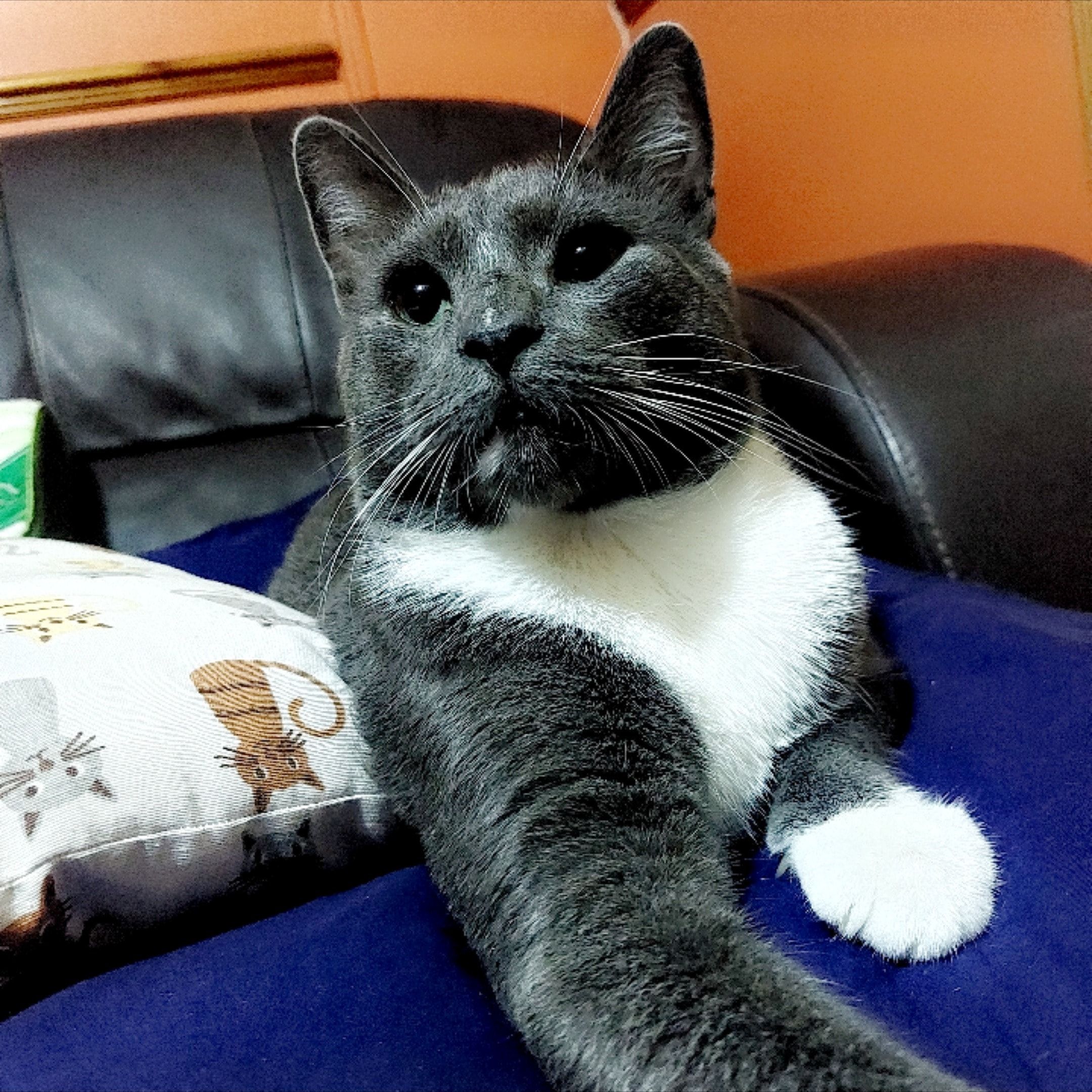 Portrait of Romeo , the cat