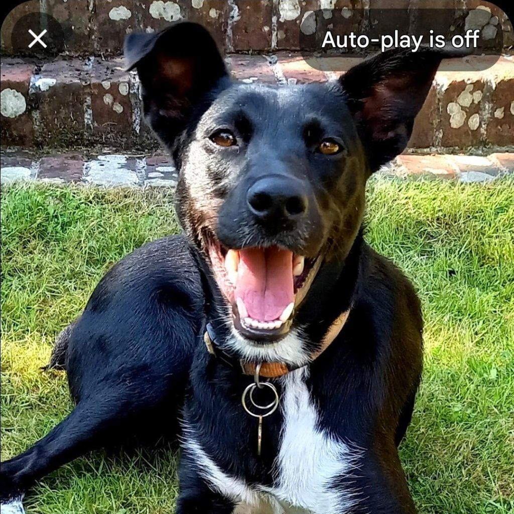 Portrait of Lucky, the dog