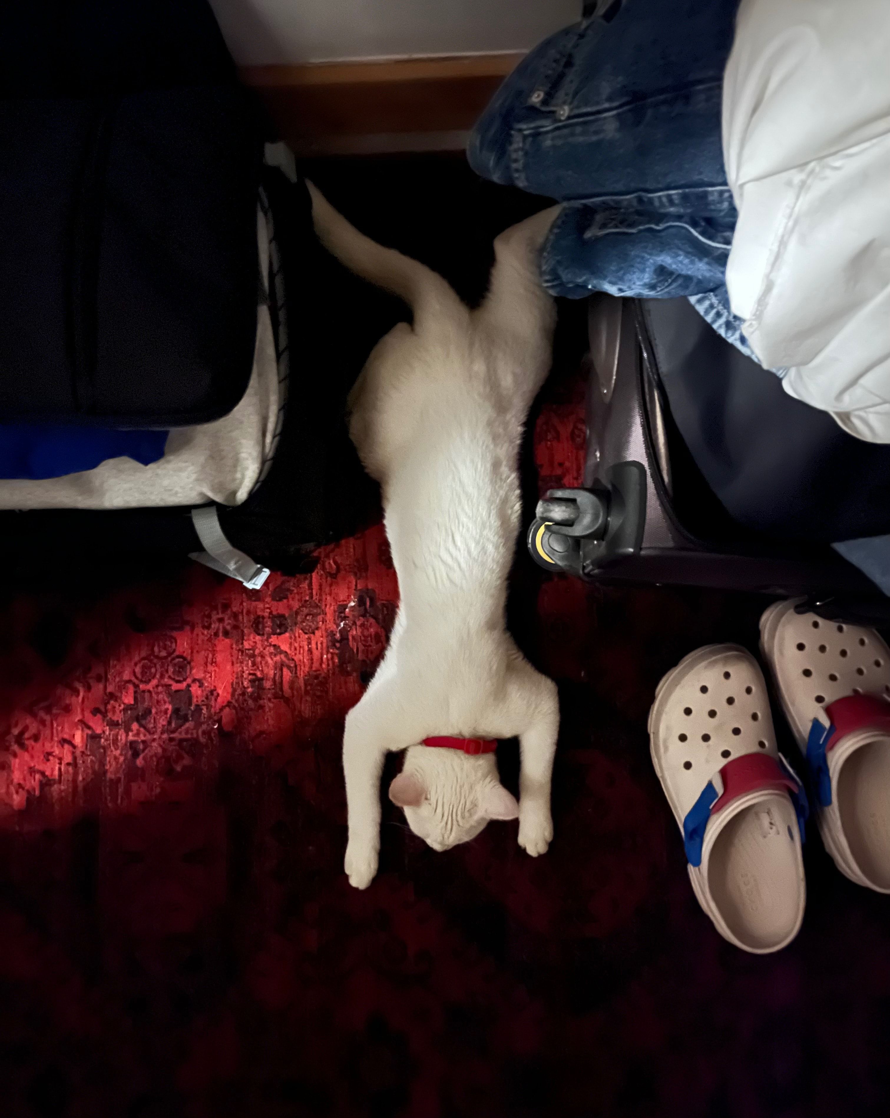 image-8
