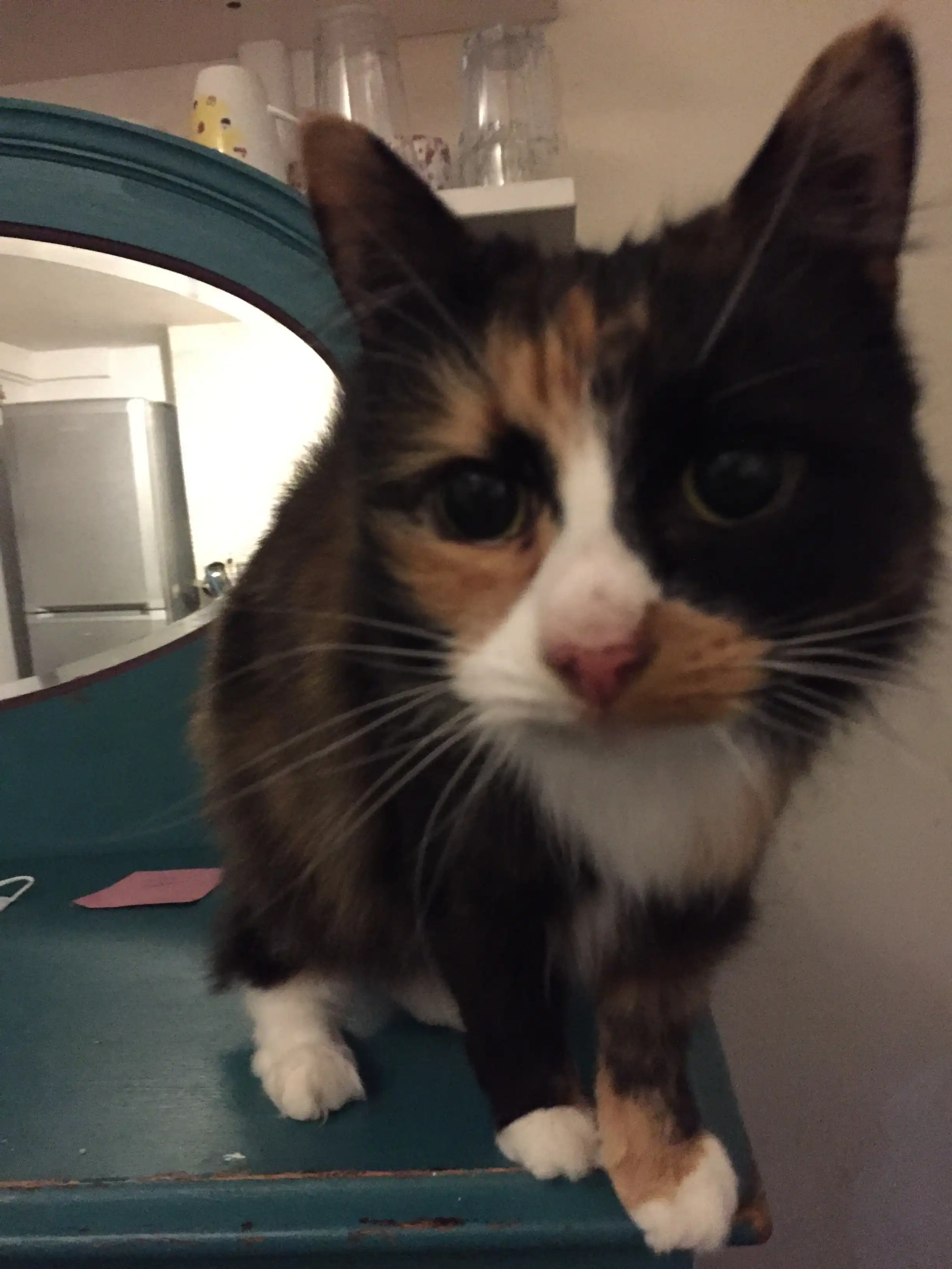 Cat Adoption Last Minute Cat Boarding 43+ Thousand Cat In Cage