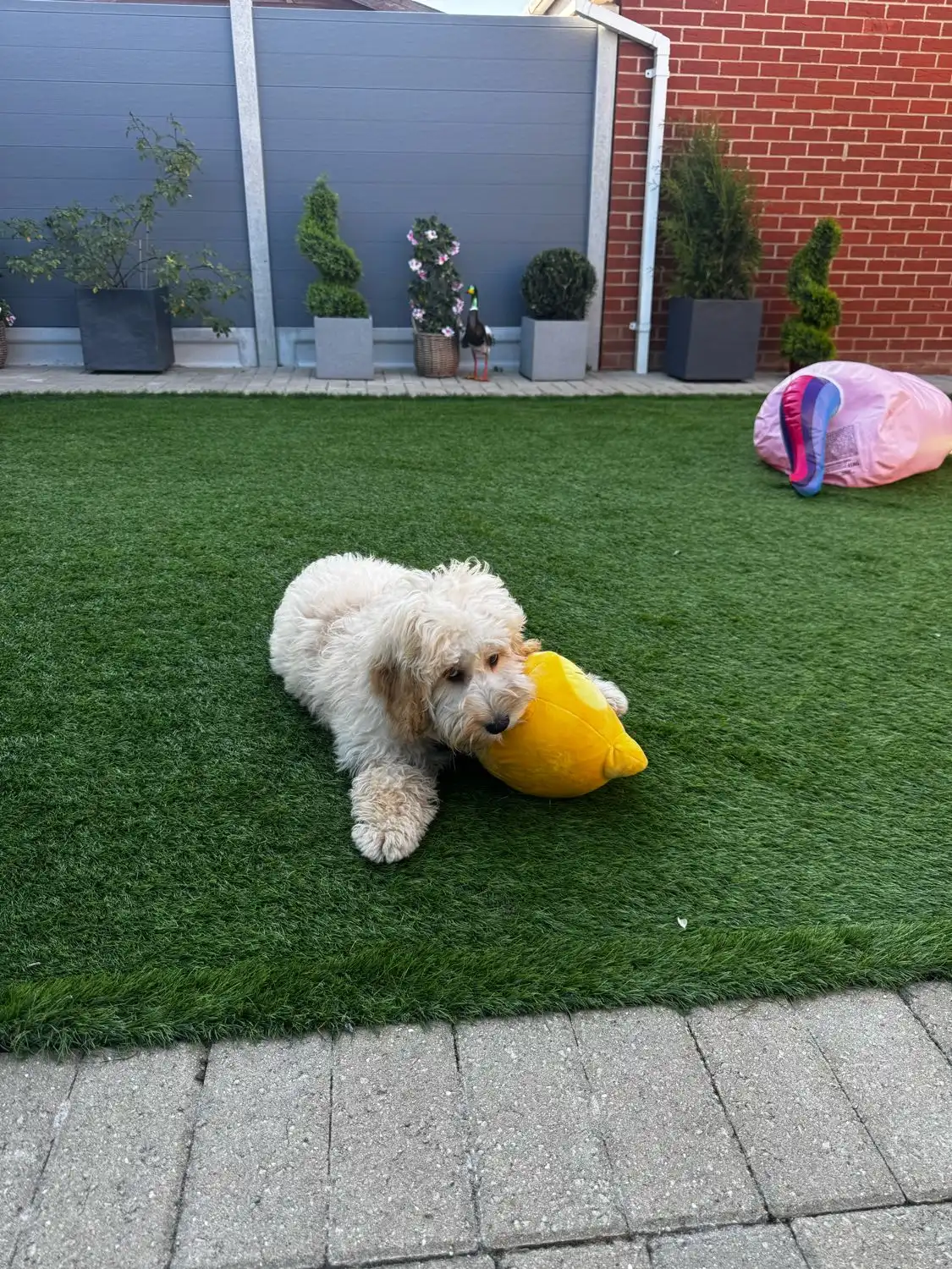 image-7