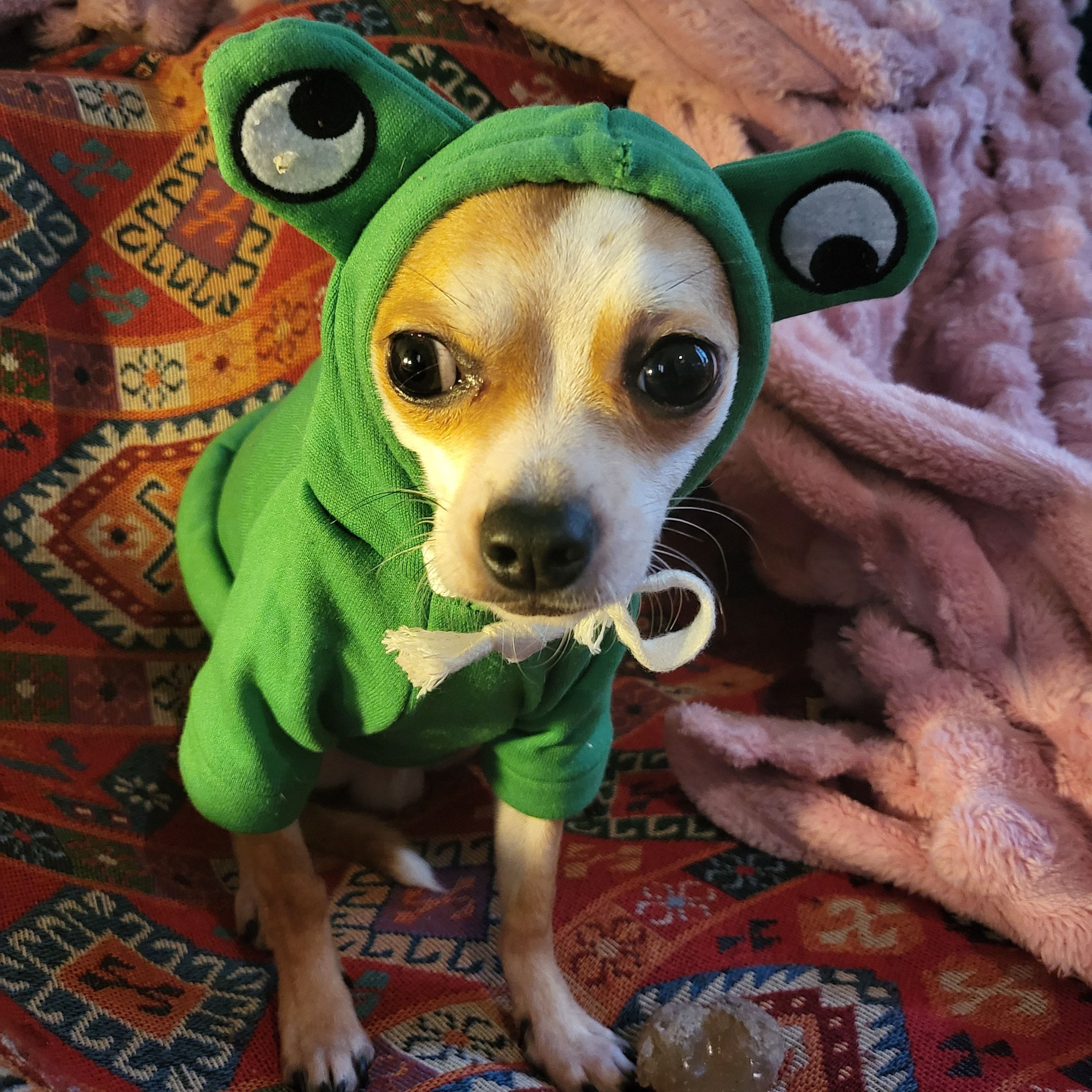 Portrait of Bernie, the dog